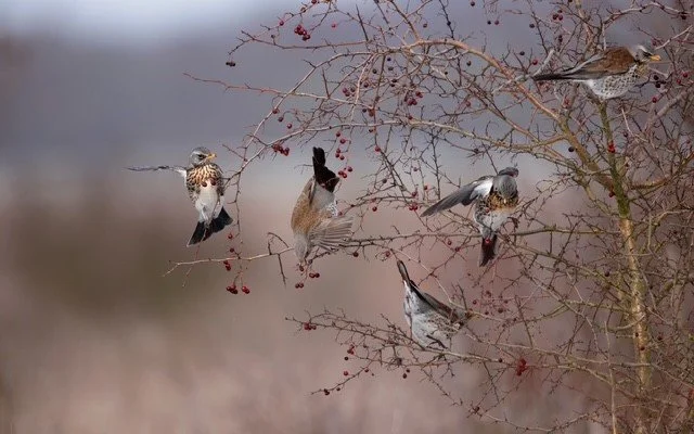 Nesting Birds and FOI Request to Thames 21 and Enfield Council
