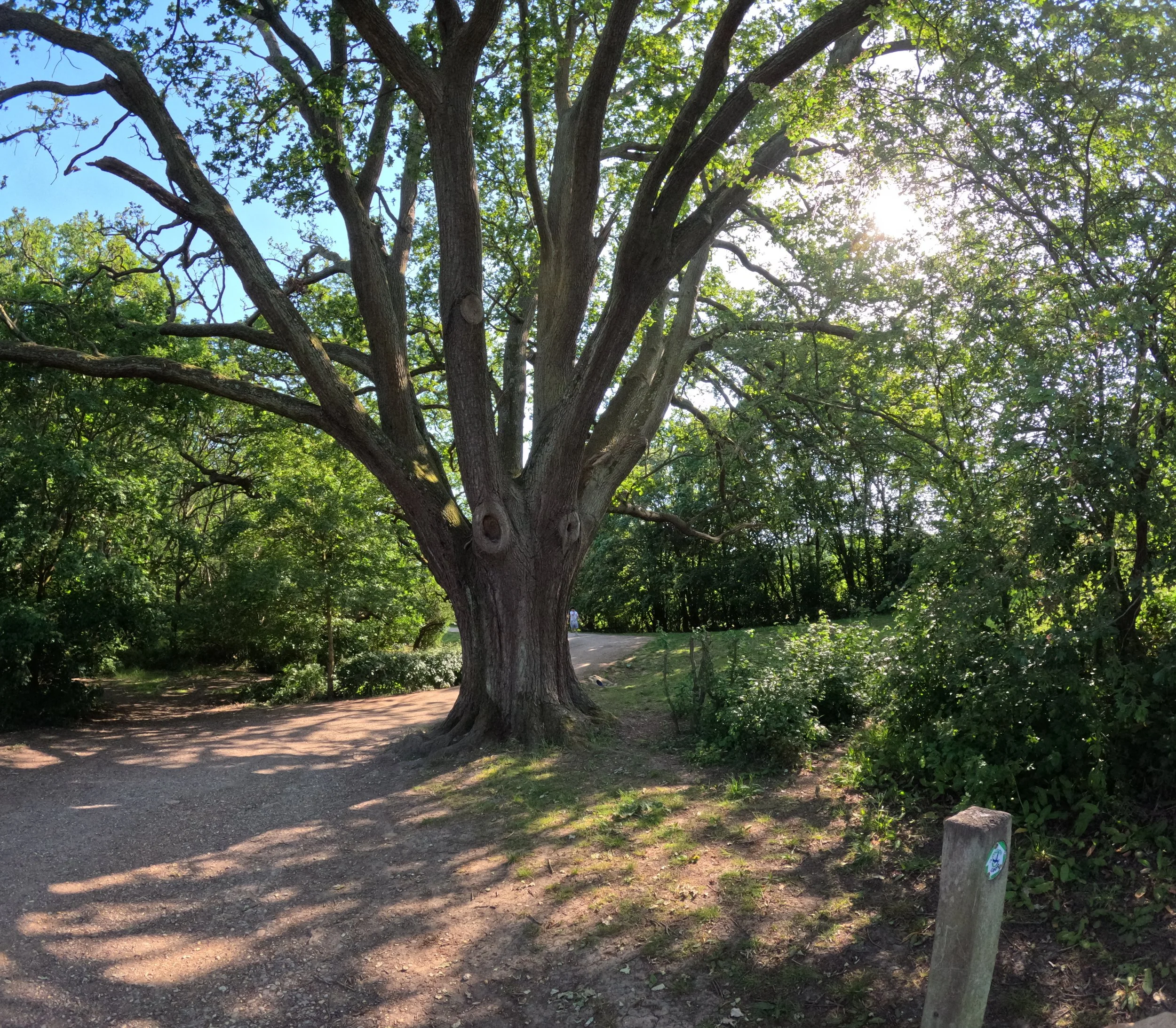 Trent park to Clay Hill June 14, 2026
