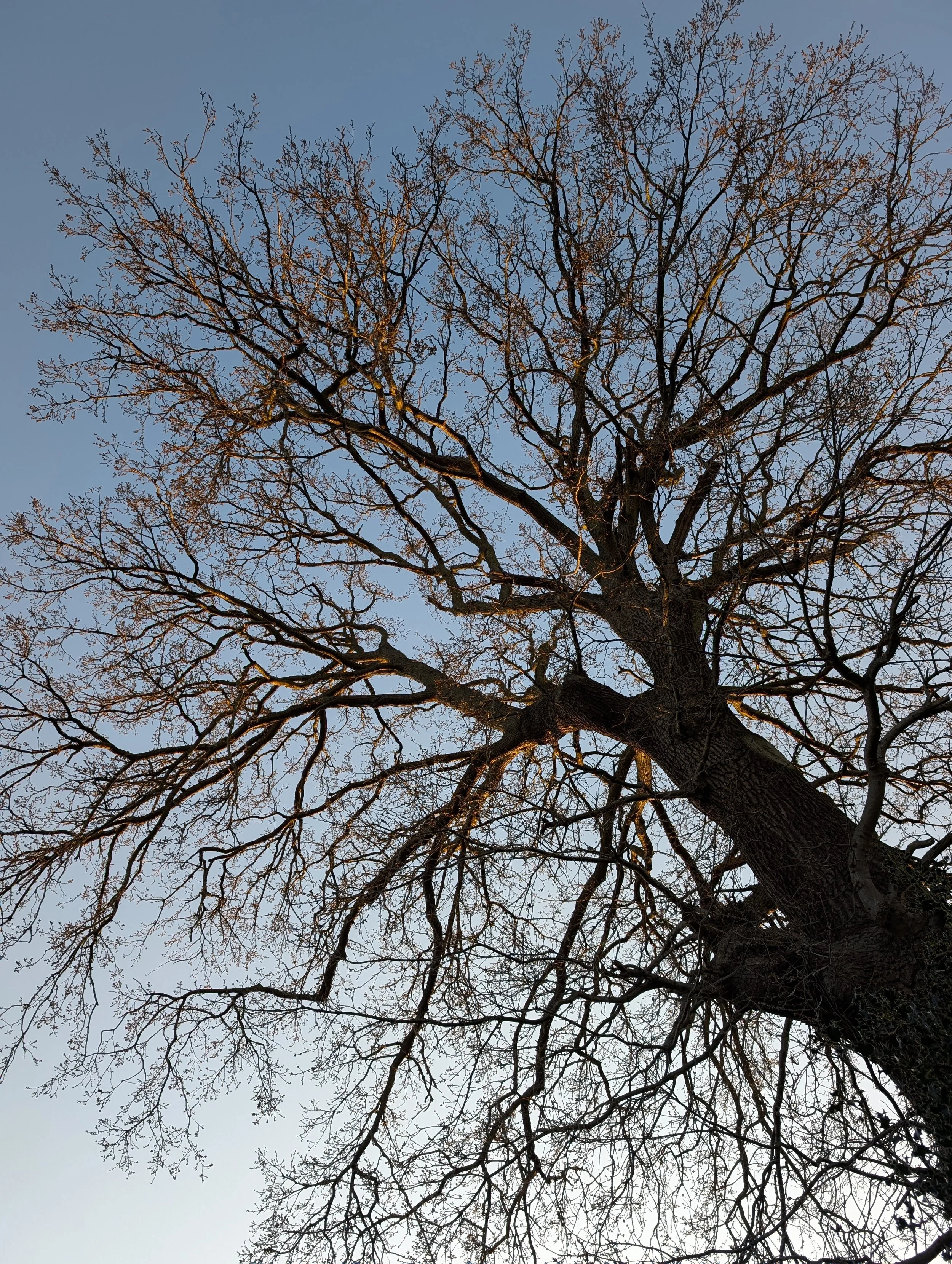 A tall, leafless tree against a clear sky during dusk or dawn, with branches reaching out in various directions.