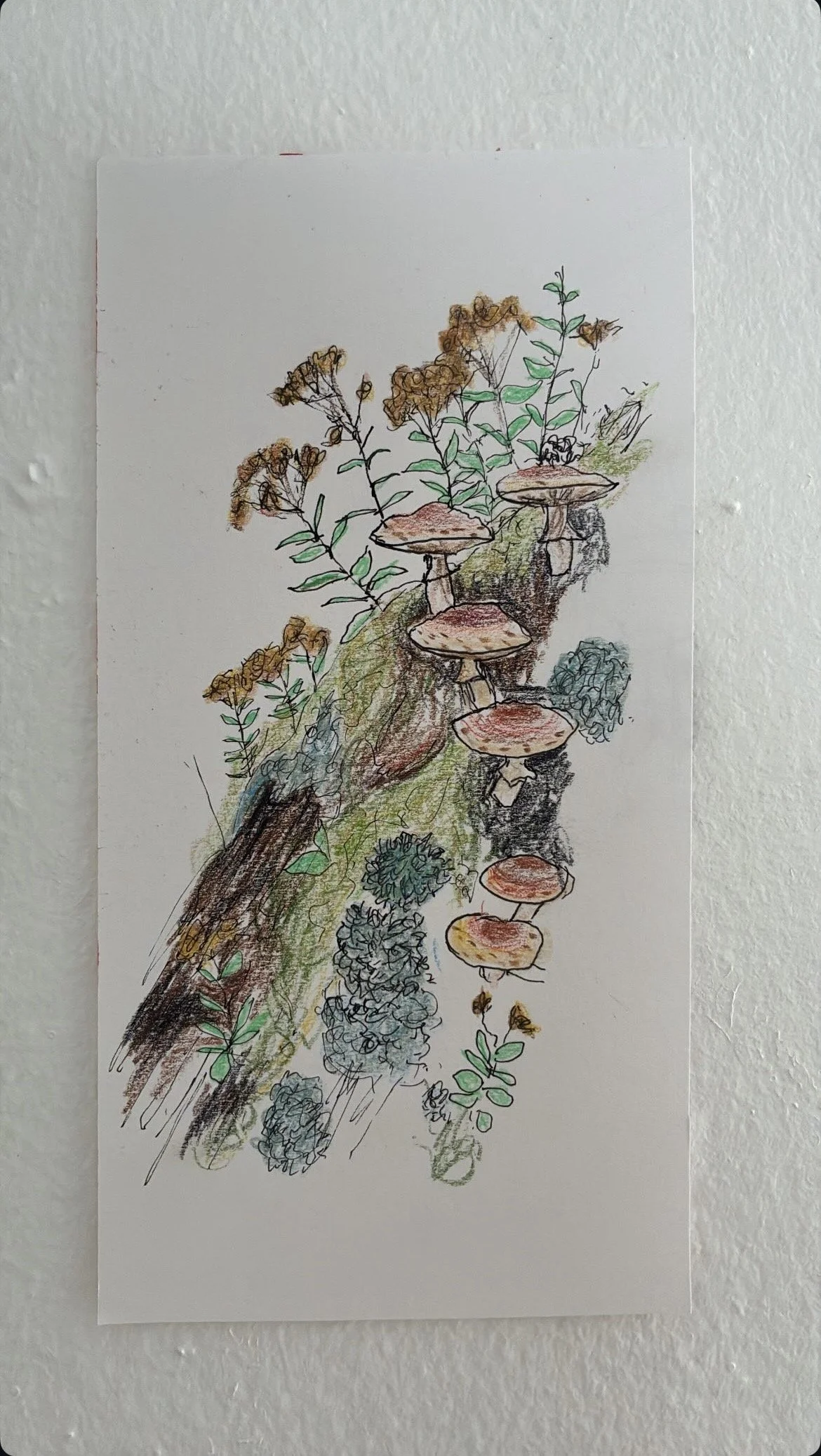 mushrooms