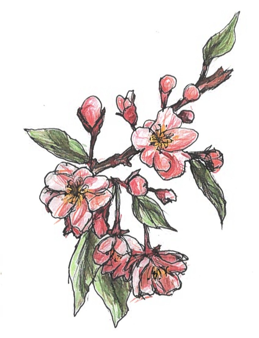 Pink Flowers