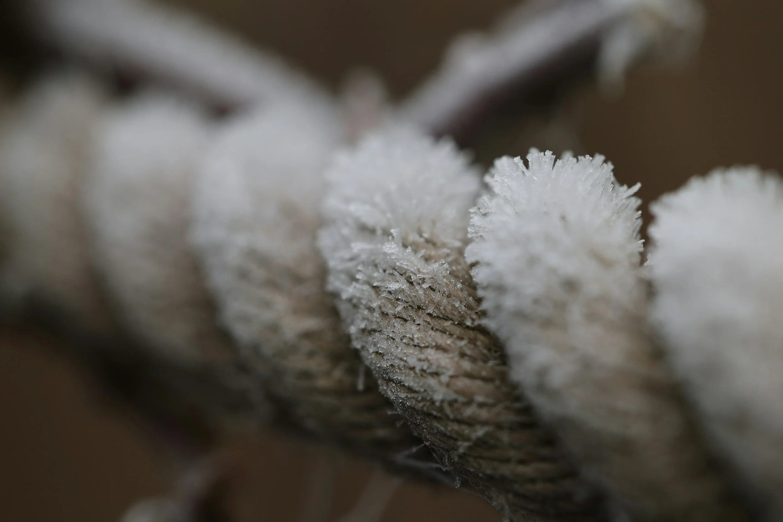 Close-up of a textured, white fungus or lichen growing on a rough surface, with a soft focus background.