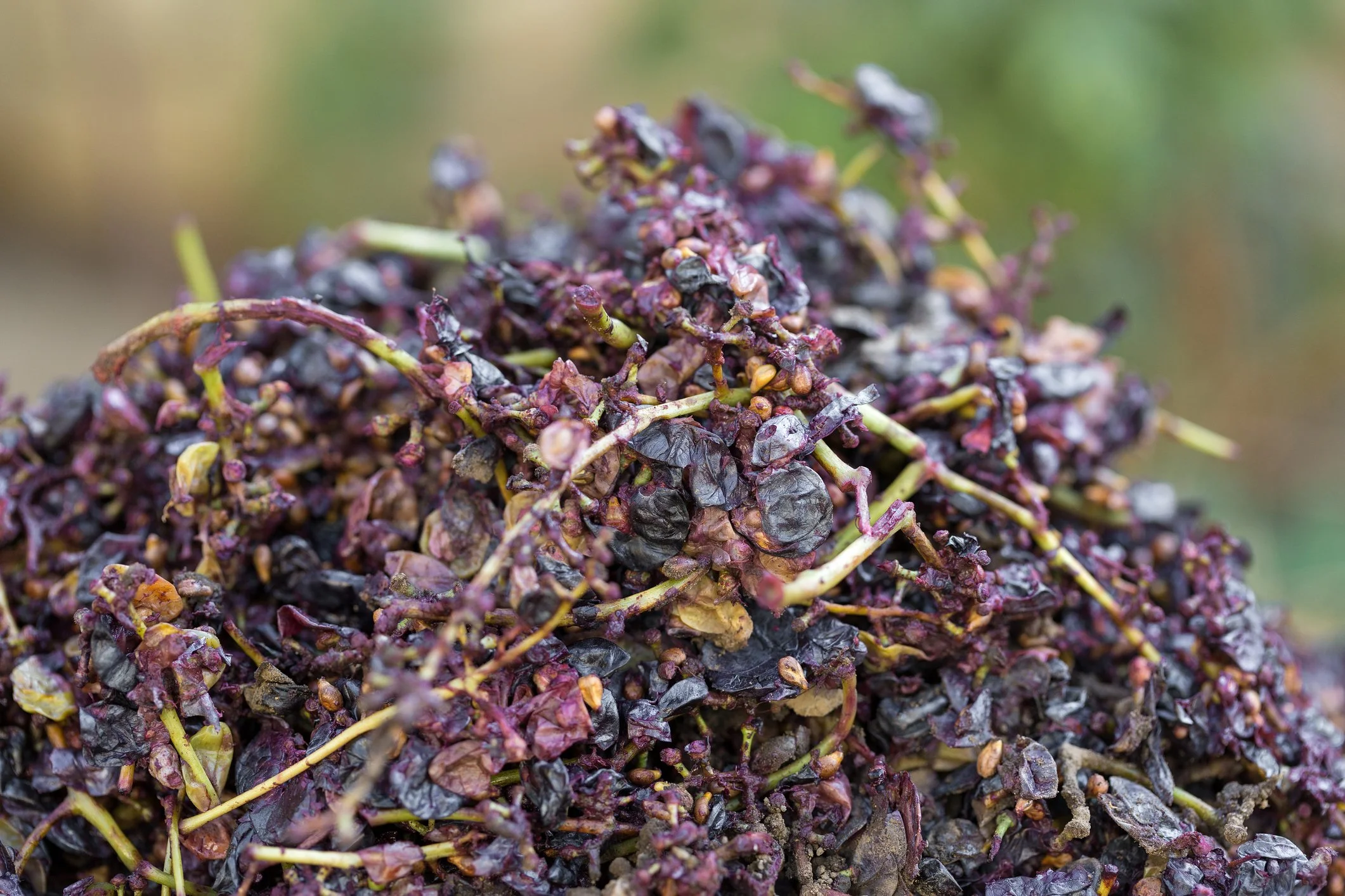 Close-up of a pile of wilted or dried purple and black grapes and grape stems.