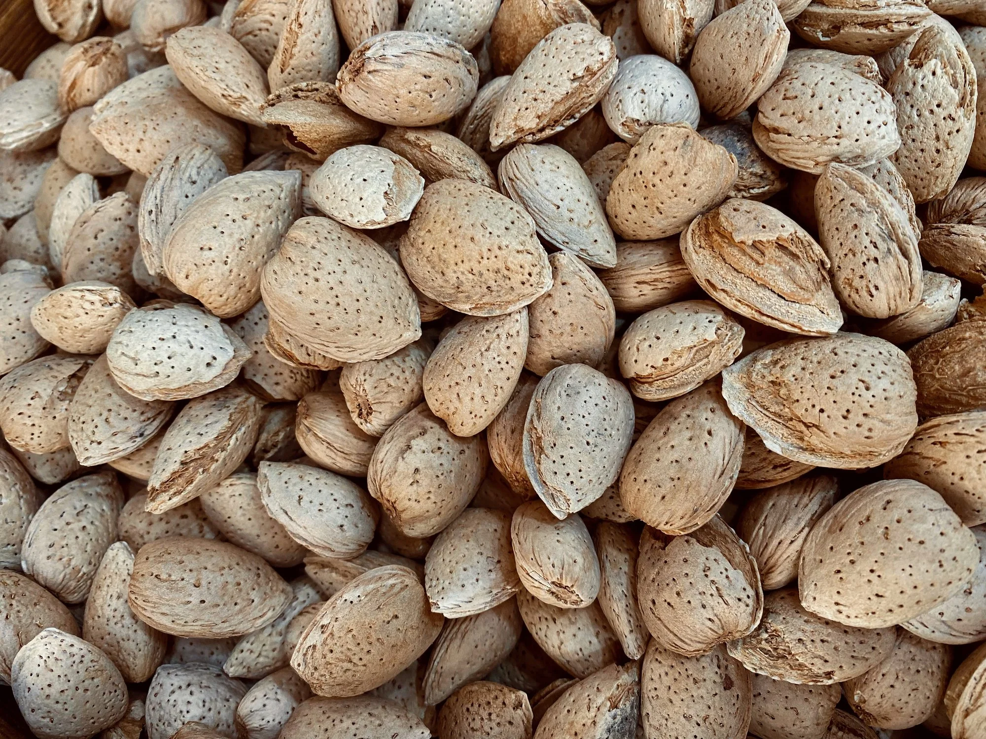 Close-up of numerous almond shells.