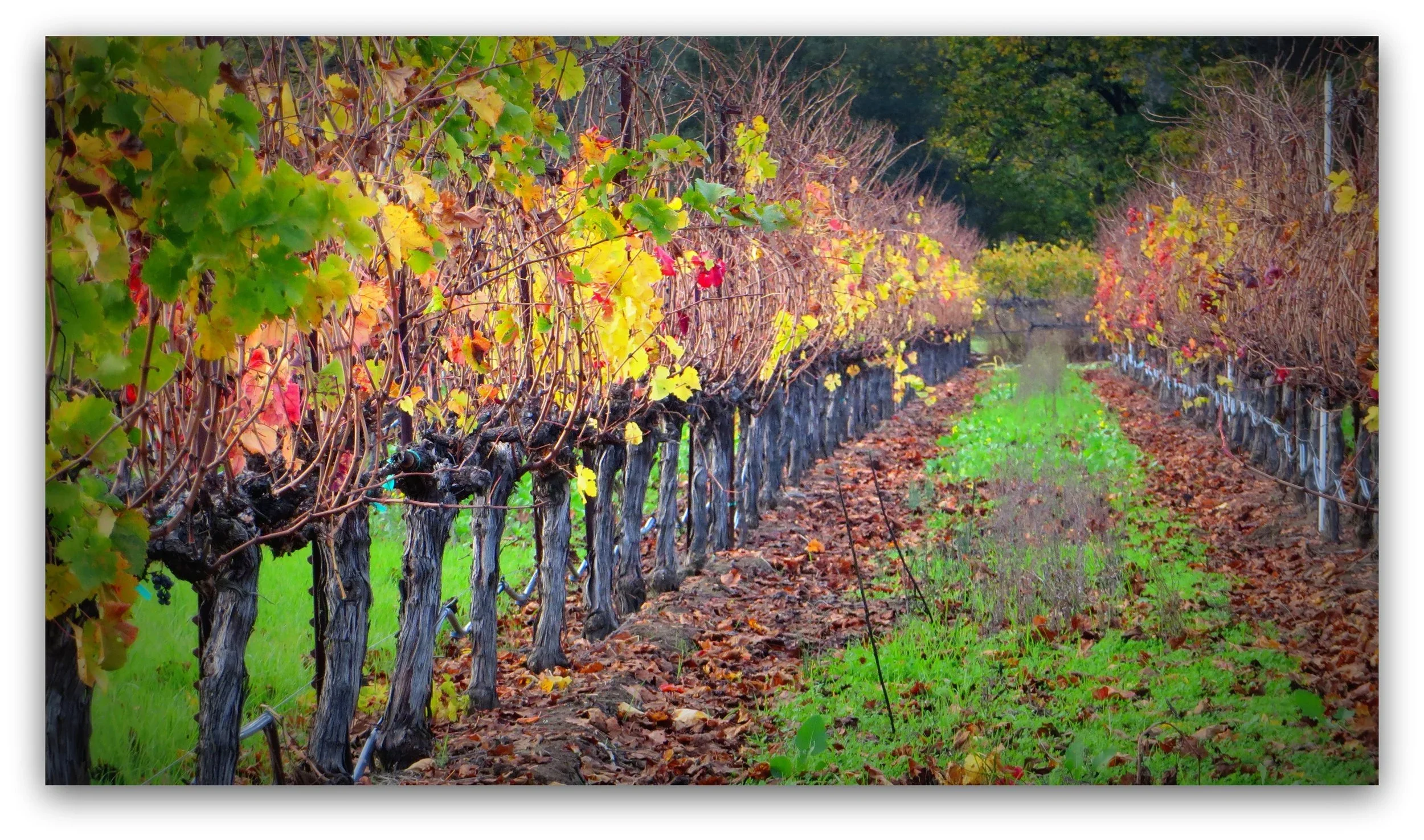 Vineyard (1).webp
