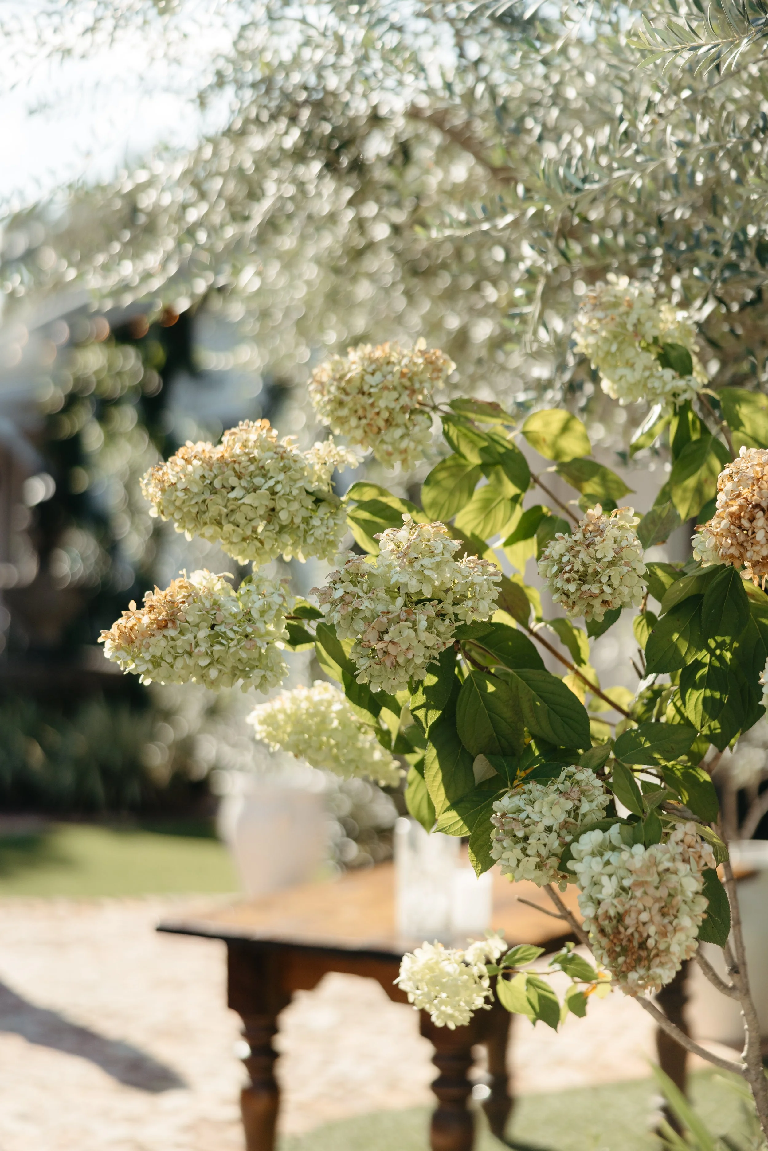 Close-up of white hydrangea flowers with green leaves, sunlight filtering through, outdoor setting with blurred table and potted plant in background.