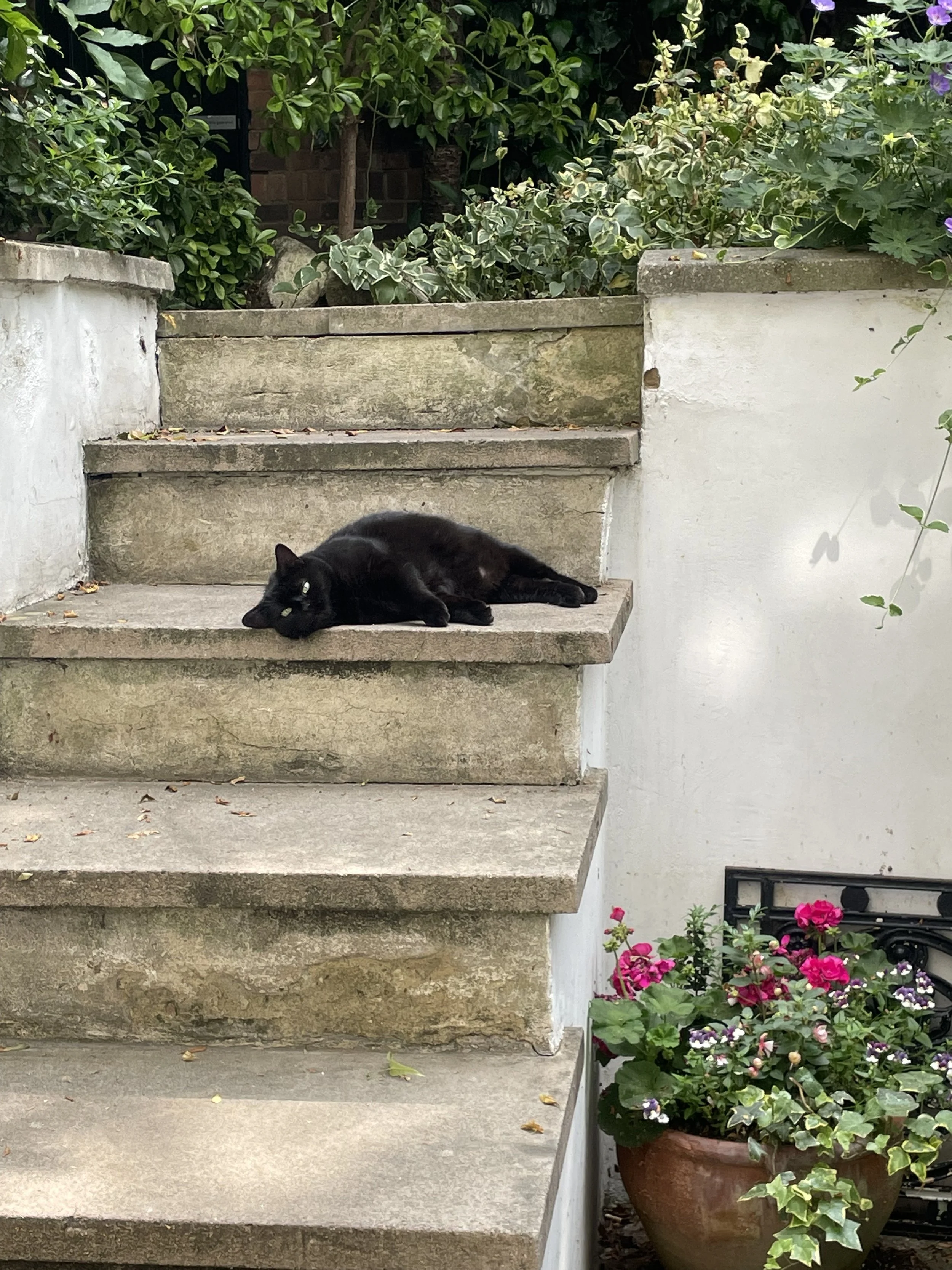 Resident cat on the front steps at Central Victorian House