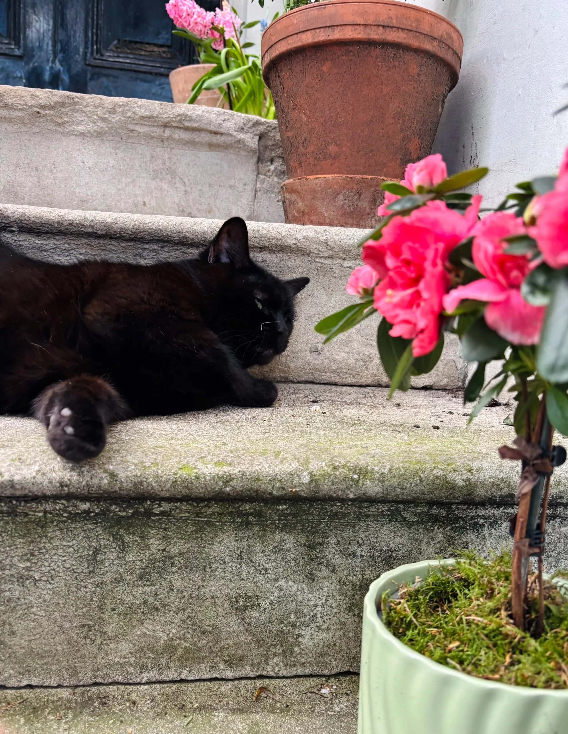 A black cat sleeping on a concrete step next to potted pink flowers and plants. The scene features weathered concrete stairs and a partial view of a garden or porch area.