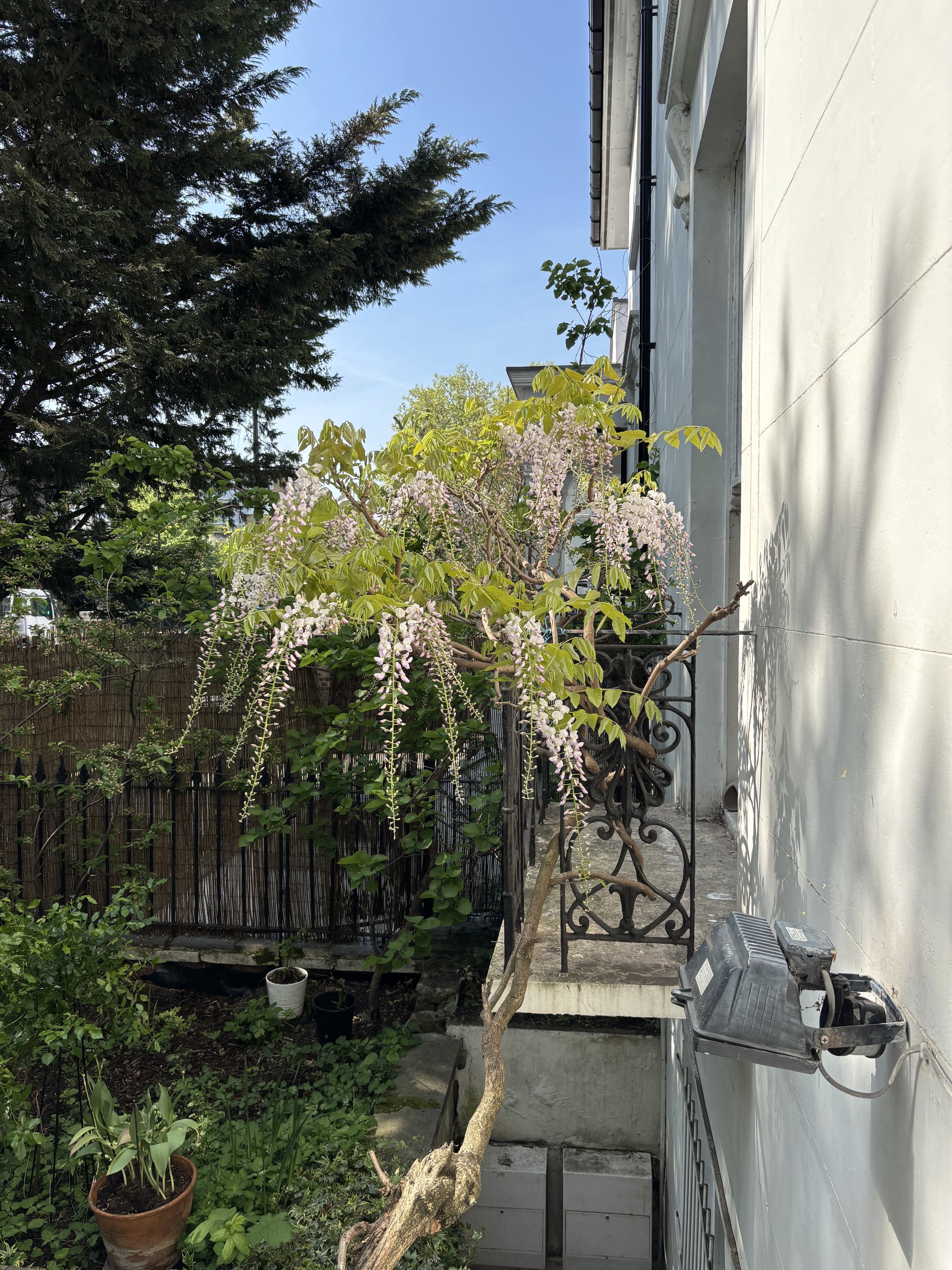 Garden view at Central Victorian House