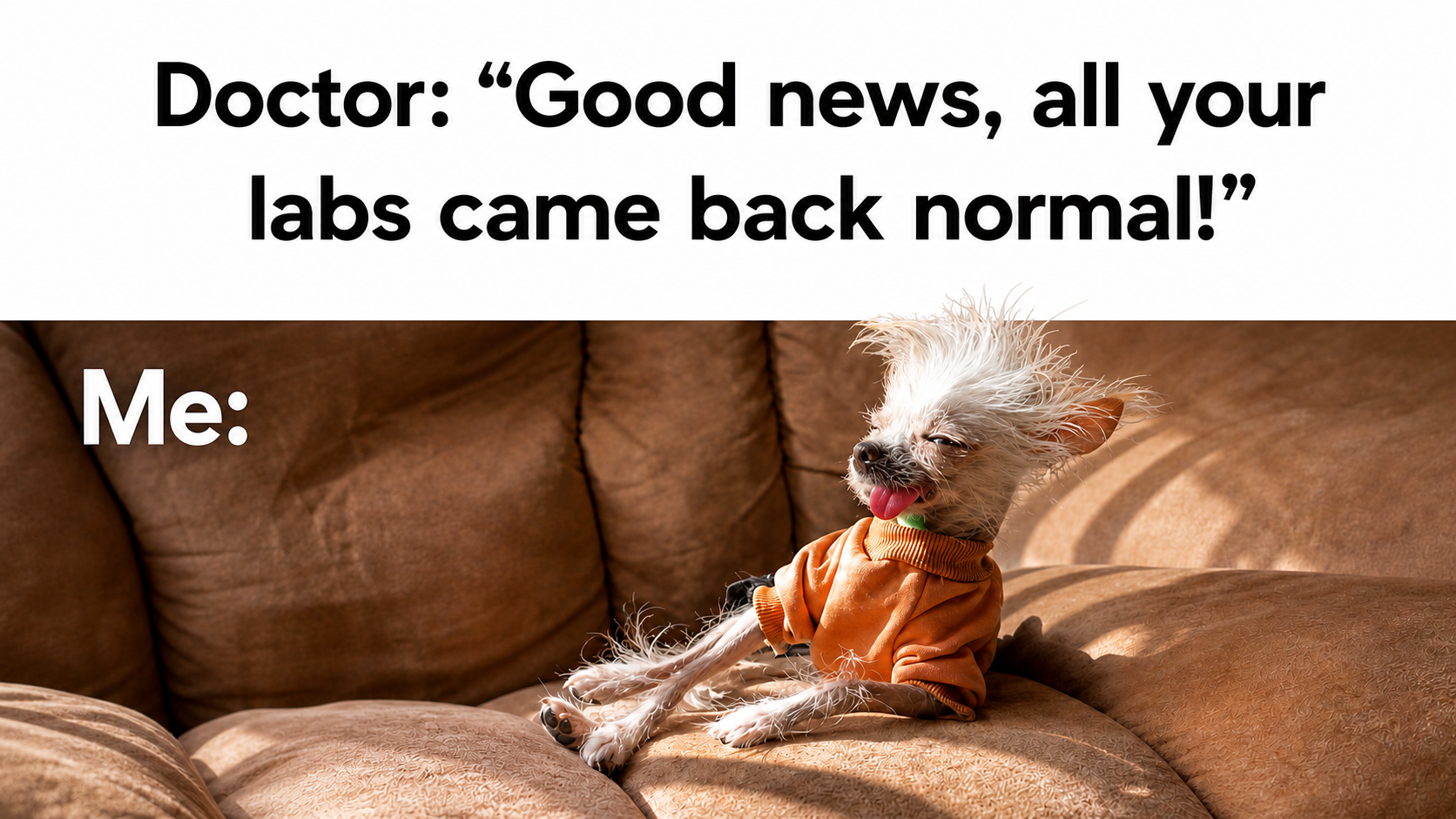 A small, wet dog with white fur and spiky hair, sitting on a brown couch wearing an orange jacket, with a humorous caption about labs coming back to normal after a lab test.