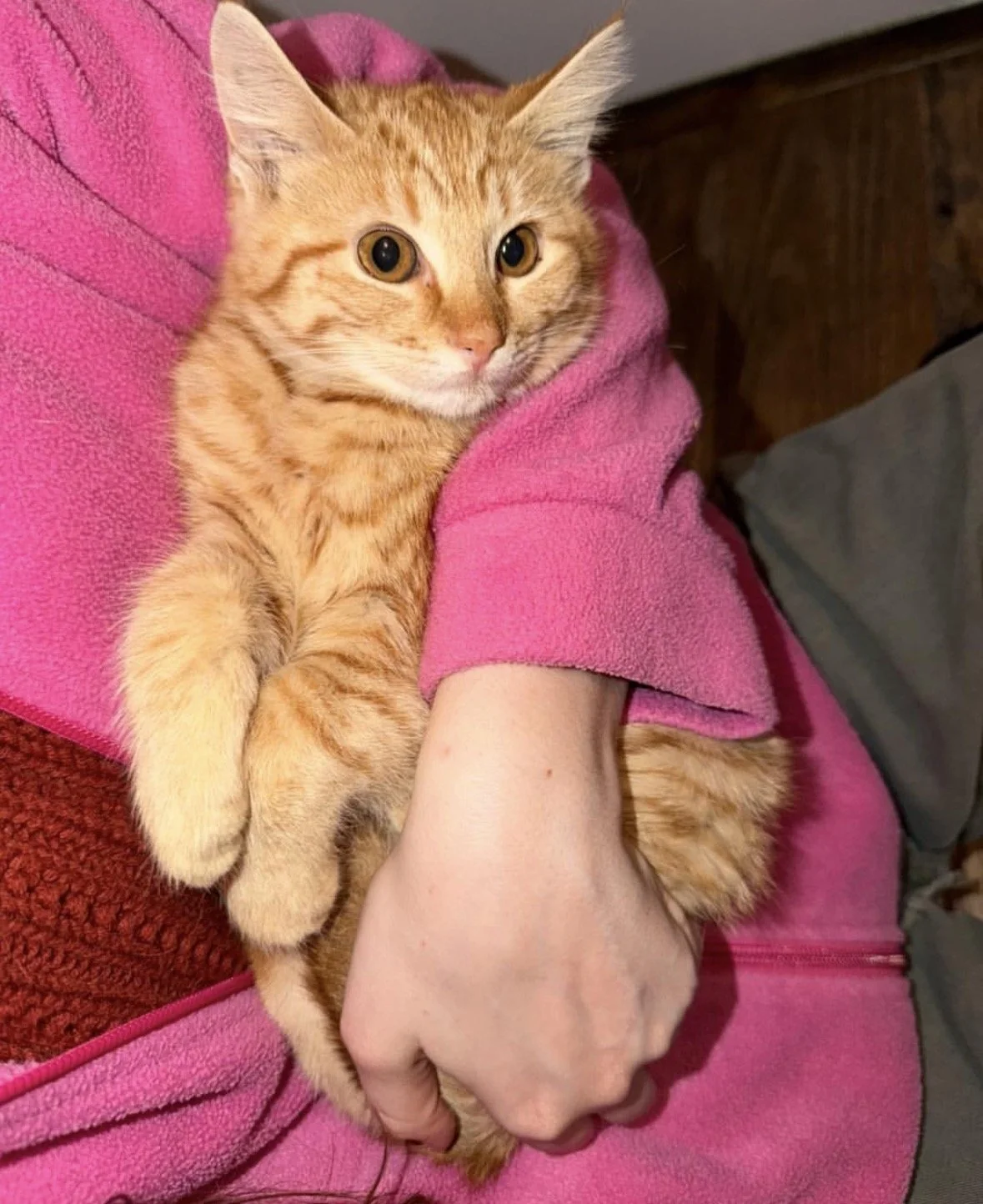 A person in a pink fleece jacket holding a ginger tabby cat with orange fur and darker orange stripes. The cat is resting comfortably on the person's arm, looking alert with wide eyes and ears perked up.