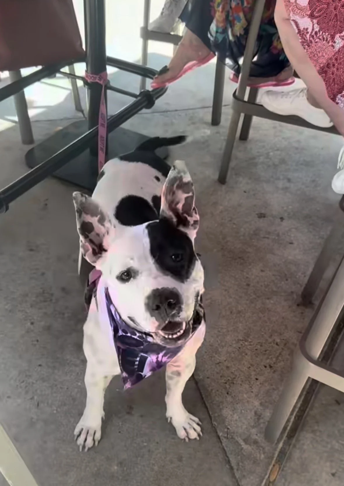 This Quarter’s Rescue: Rags to Riches Animal Rescue