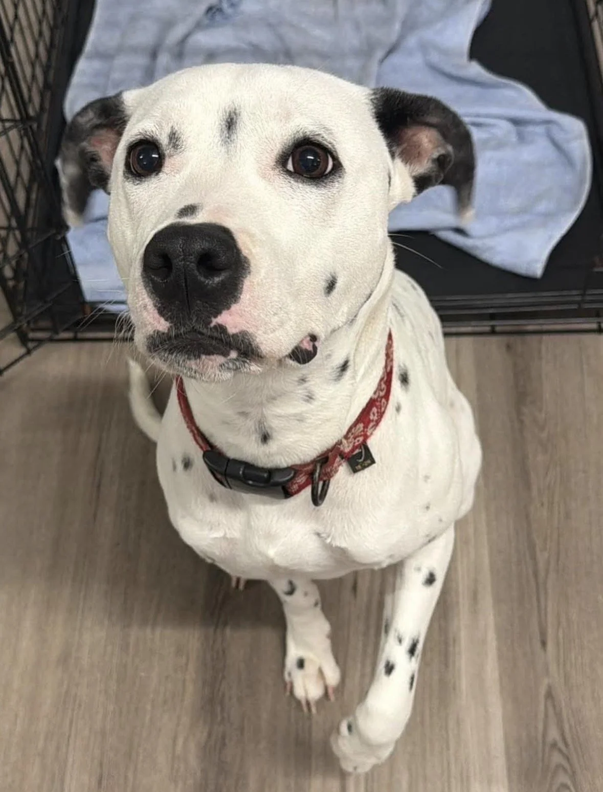  white rescue dog from Mercy Full Project Rescue in Tampa 