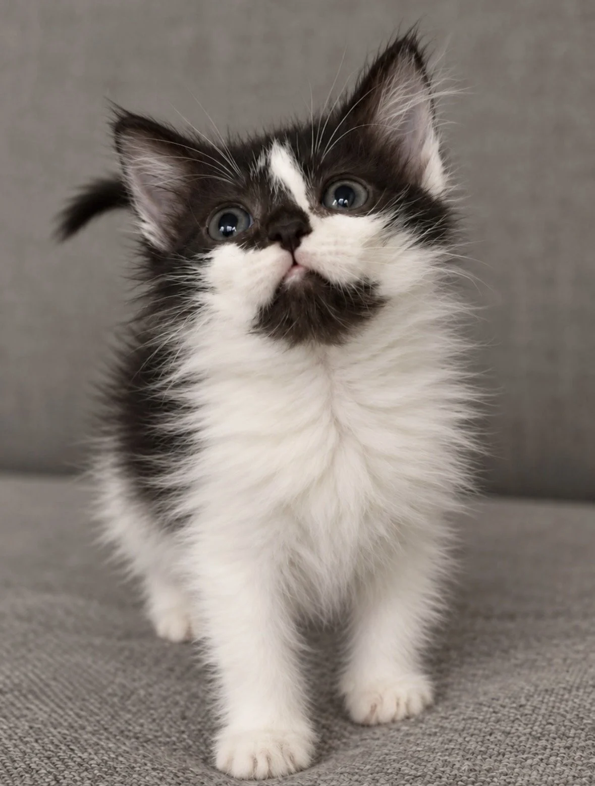  black and white rescue kitten from Mercy Full Project in Tampa 