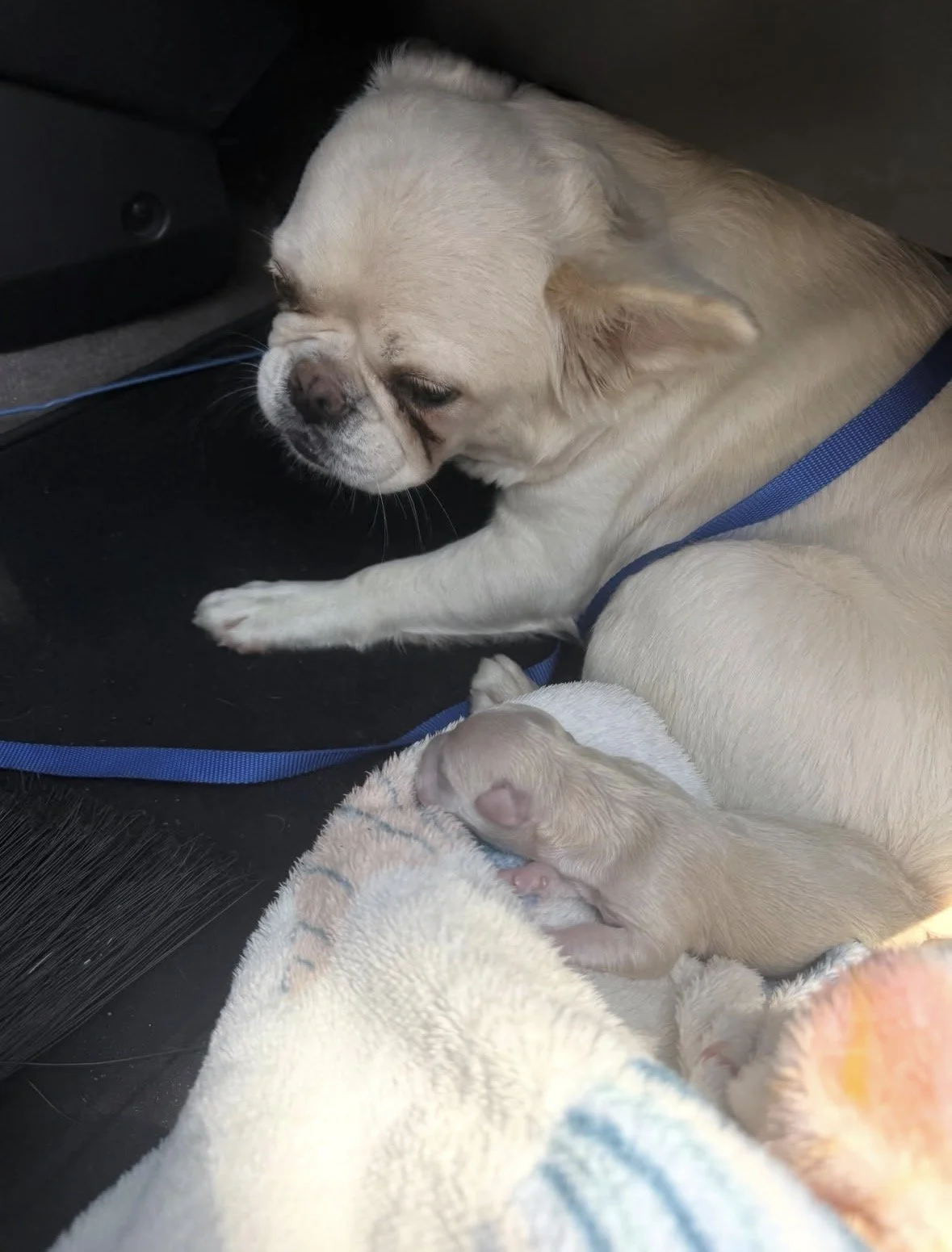 A small dog and a tiny puppy sleeping together on a car seat, with a towel nearby.