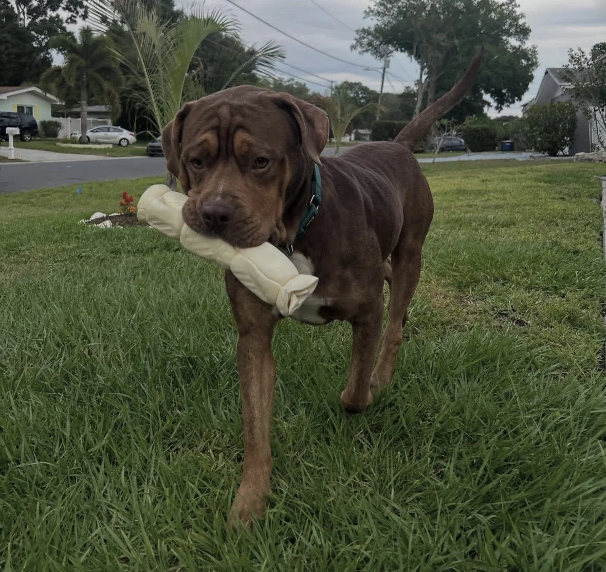 A brown dog walking on a grassy lawn carrying a white bone-shaped toy in its mouth.