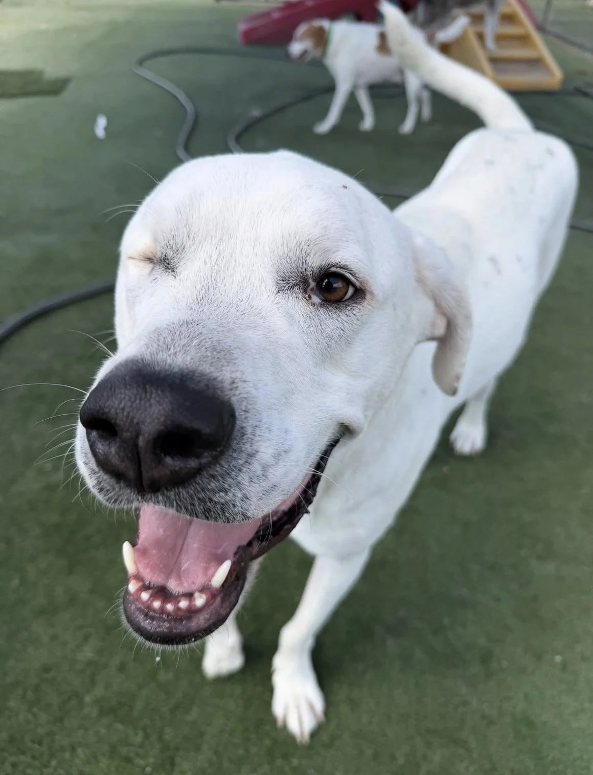 Close-up of a happy white dog with one eye closed, mouth open, and tongue out, standing on green artificial turf with other dogs and dog stairs in the background.