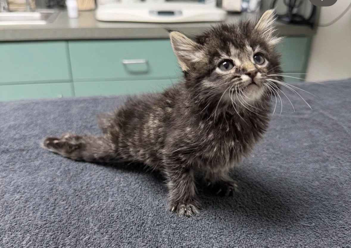 A small, fluffy black kitten with striking blue eyes sitting on a dark gray surface in a veterinary or medical environment.