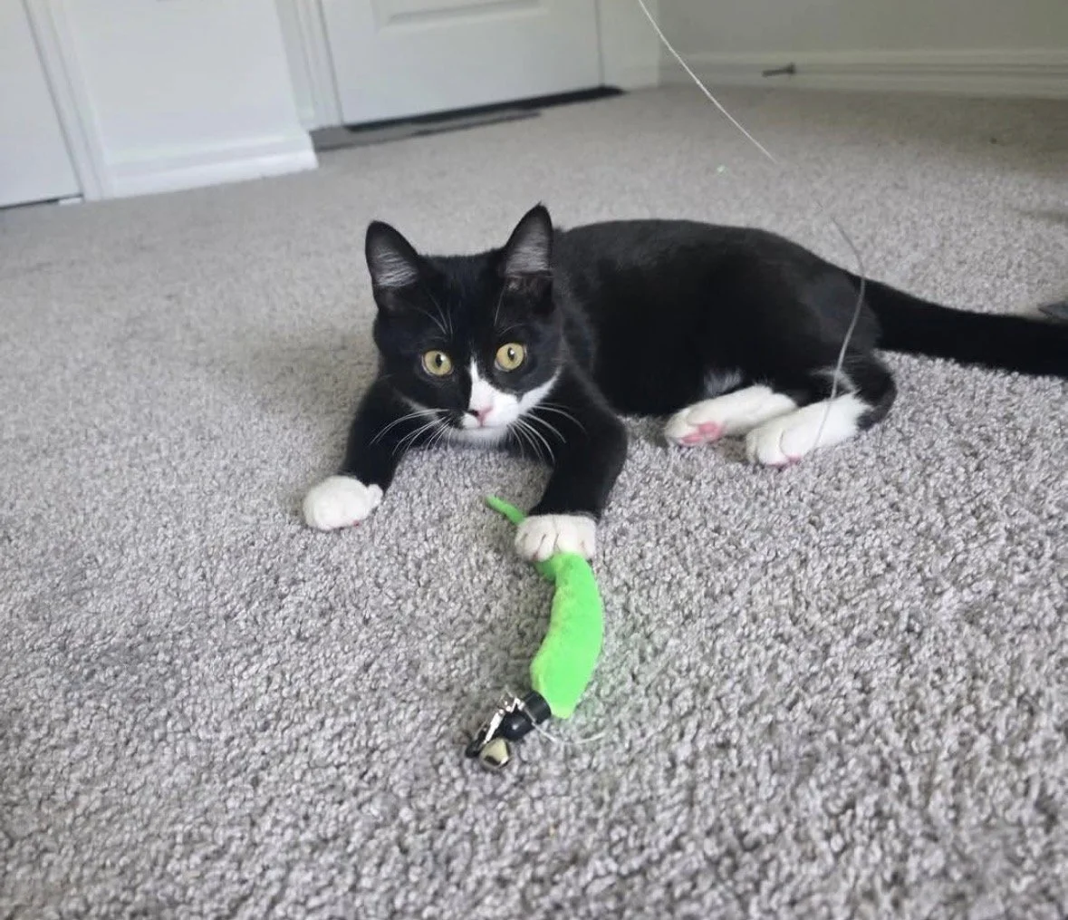 A black and white cat playing with a green plush toy on a beige carpeted floor inside a house.