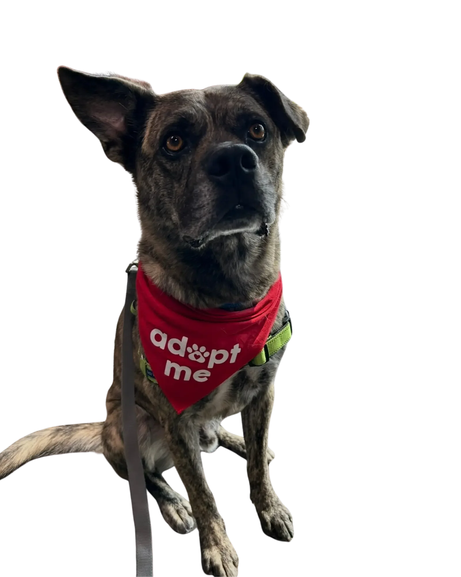 A brindle-coated dog with one ear upright and the other folded, wearing a red bandana with white text that says, "adopt me," sitting on a leash against a black background.