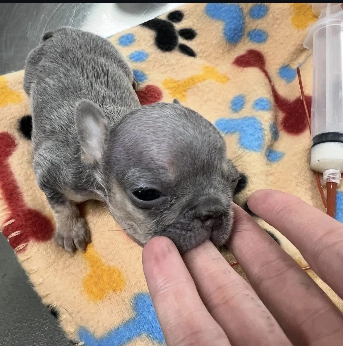 A tiny gray French Bulldog puppy with closed eyes, resting on a colorful, patterned fleece blanket. An adult's finger gently touches the puppy's nose. Veterinary supplies are visible nearby, indicating that the puppy is in a vet clinic.