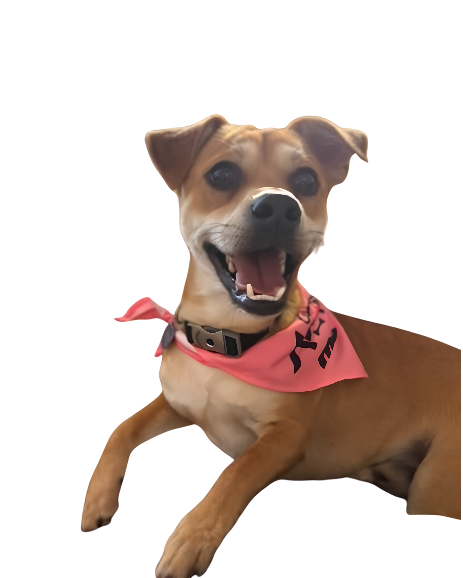 A happy dog with a pink bandana around its neck, sitting on a surface.
