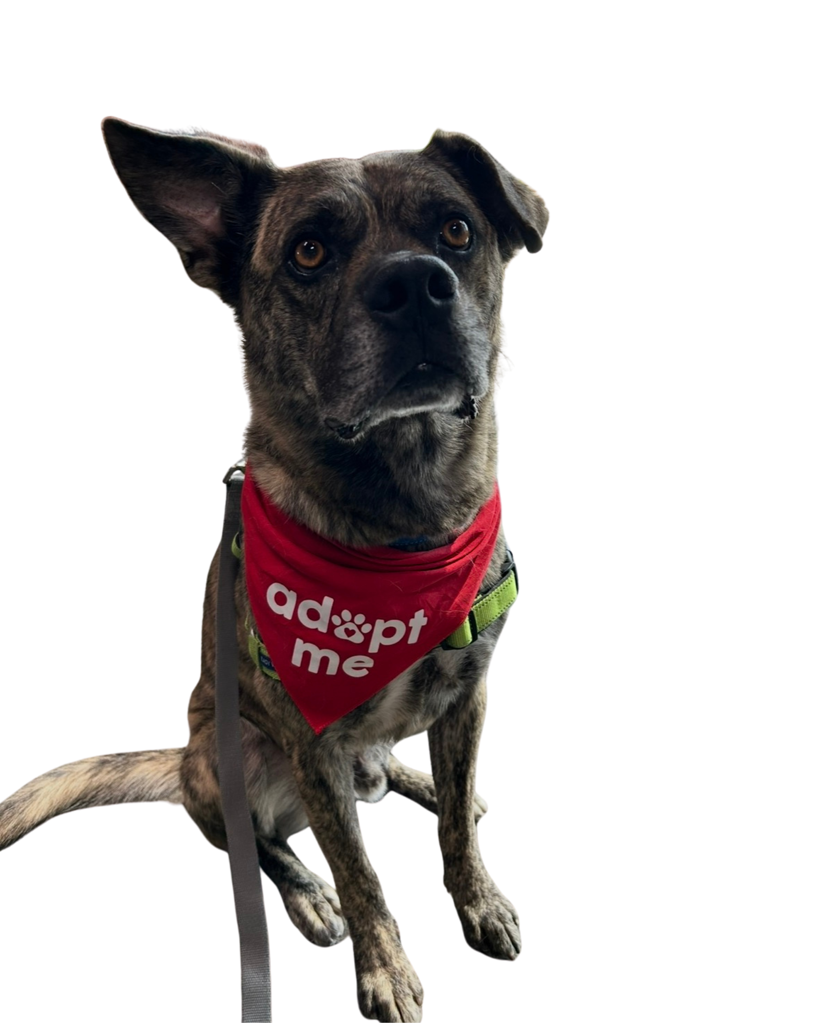 Brindle dog wearing a red vest with white text, sitting on the floor, with a black leash attached.