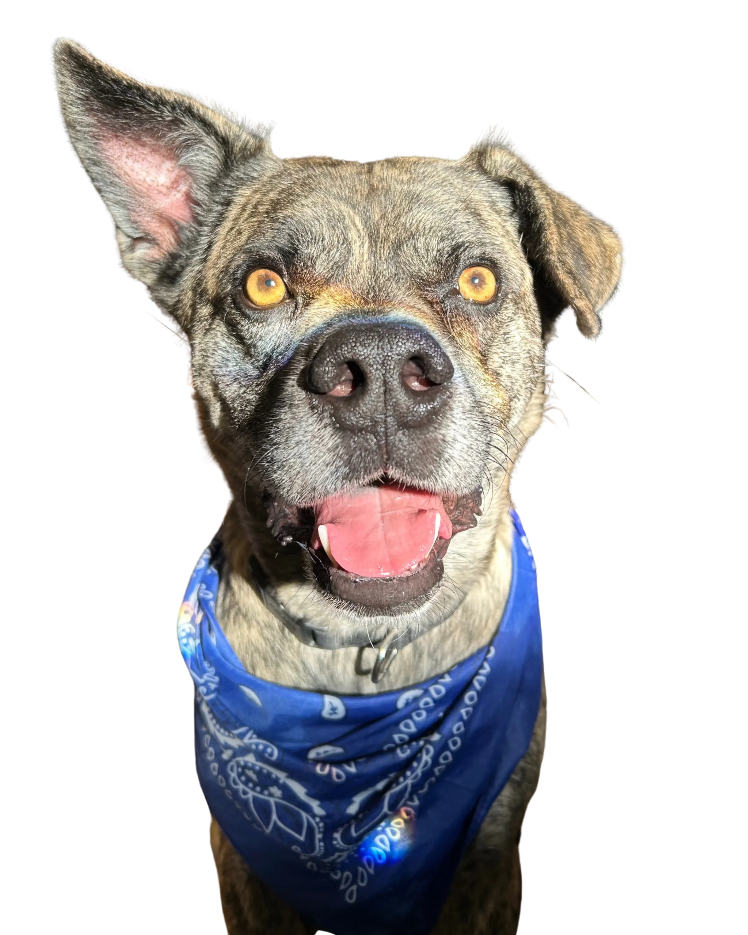 A happy dog with a brindle coat and bright yellow eyes, wearing a blue bandana with white patterns.