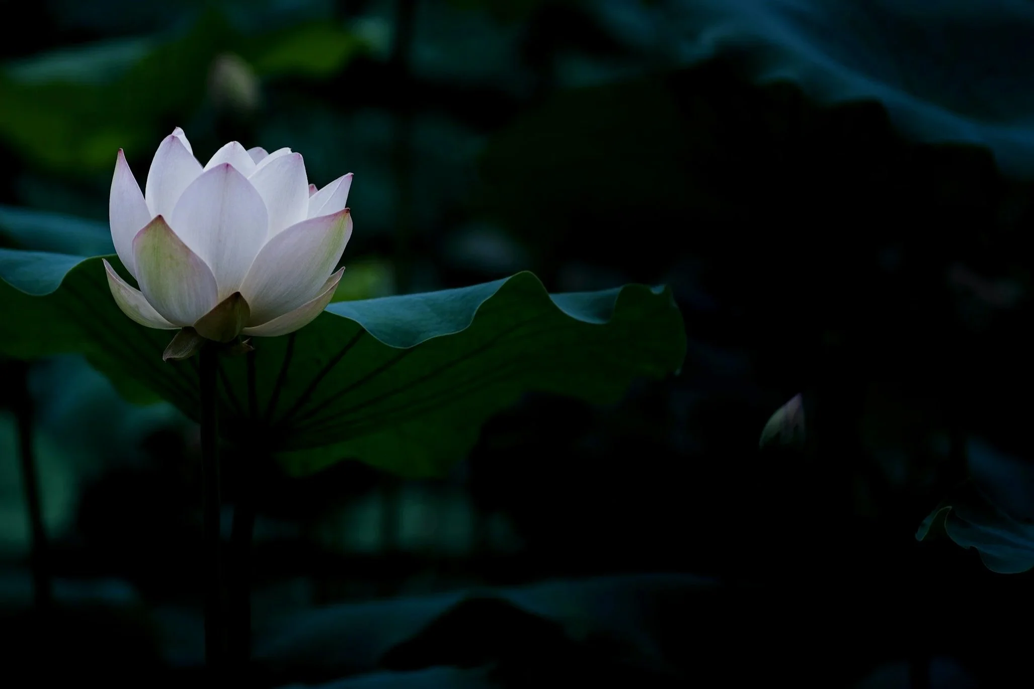 unsplash-image-1P0oeKkPcf0.jpg