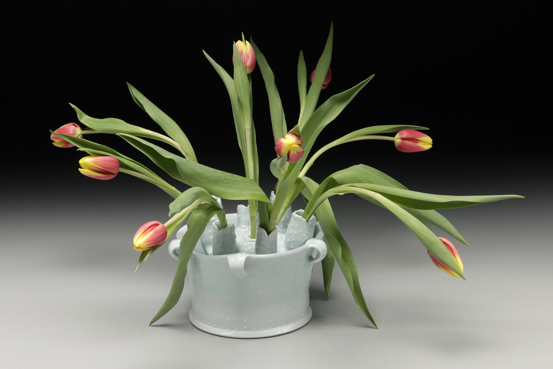 Tulipiere.jpg