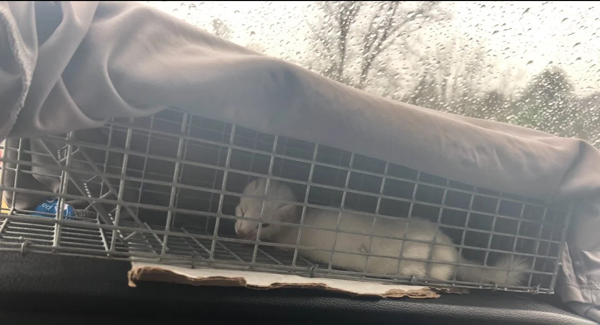 Permanent Critter Removal