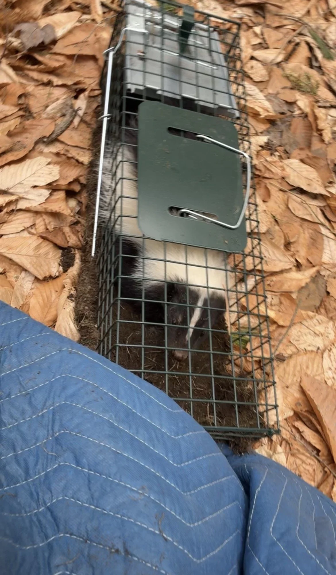 Emergency Wildlife Removal