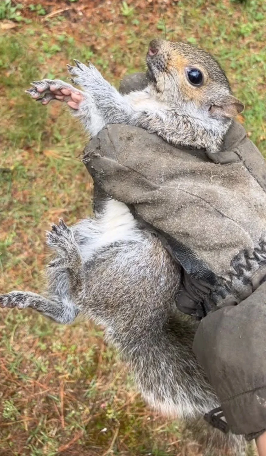 A person holding two squirrels, one on top of the other, with a background of grass and fallen leaves.