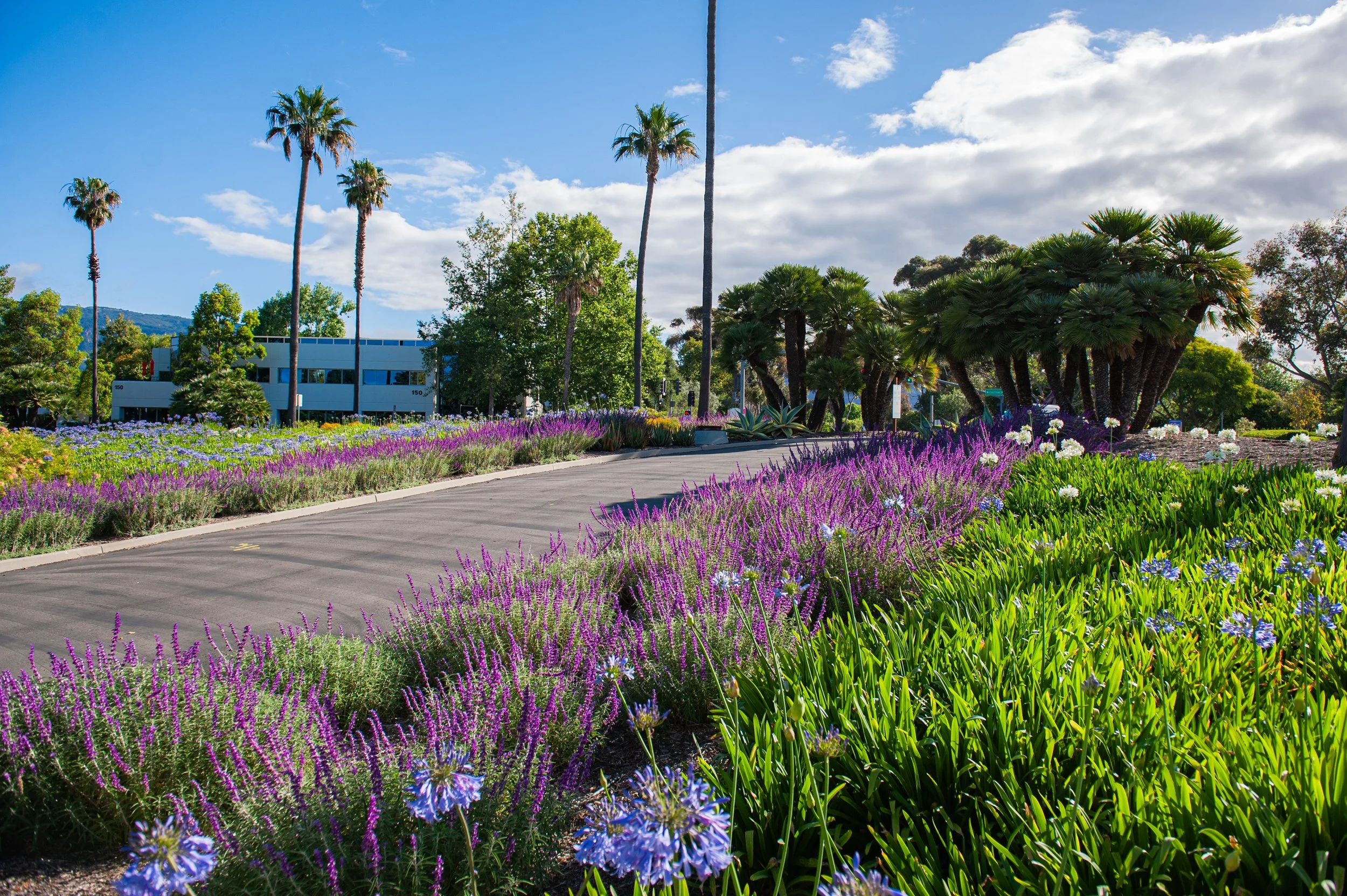 A landscaped area with purple, white, and blue flowers, tall palm trees, a paved walkway, and a white building in the background under a partly cloudy sky.