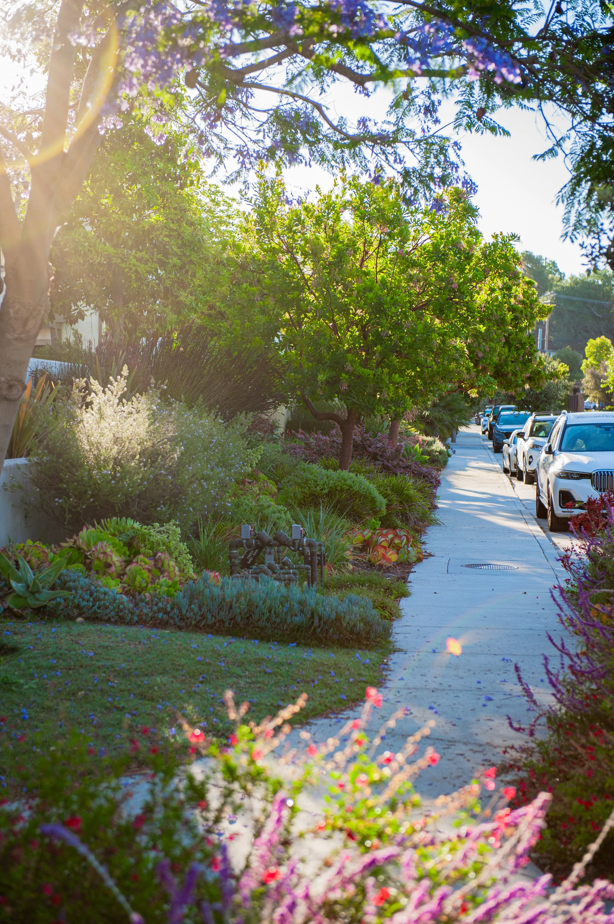 A sidewalk lined with lush green bushes and flowering plants, with parked cars on the street. Sunlight filters through trees, illuminating the scene.