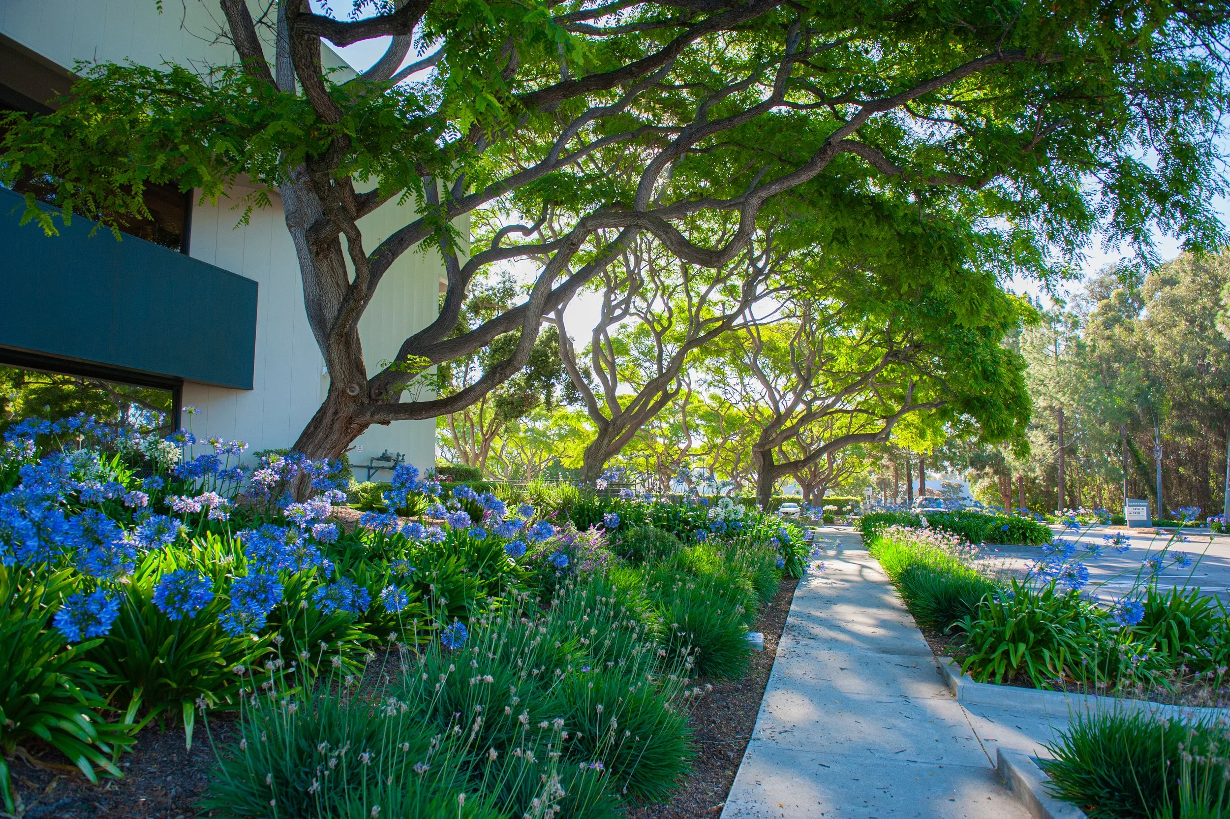 A sidewalk with colorful flowers and a large leafy tree providing shade in a residential neighborhood.
