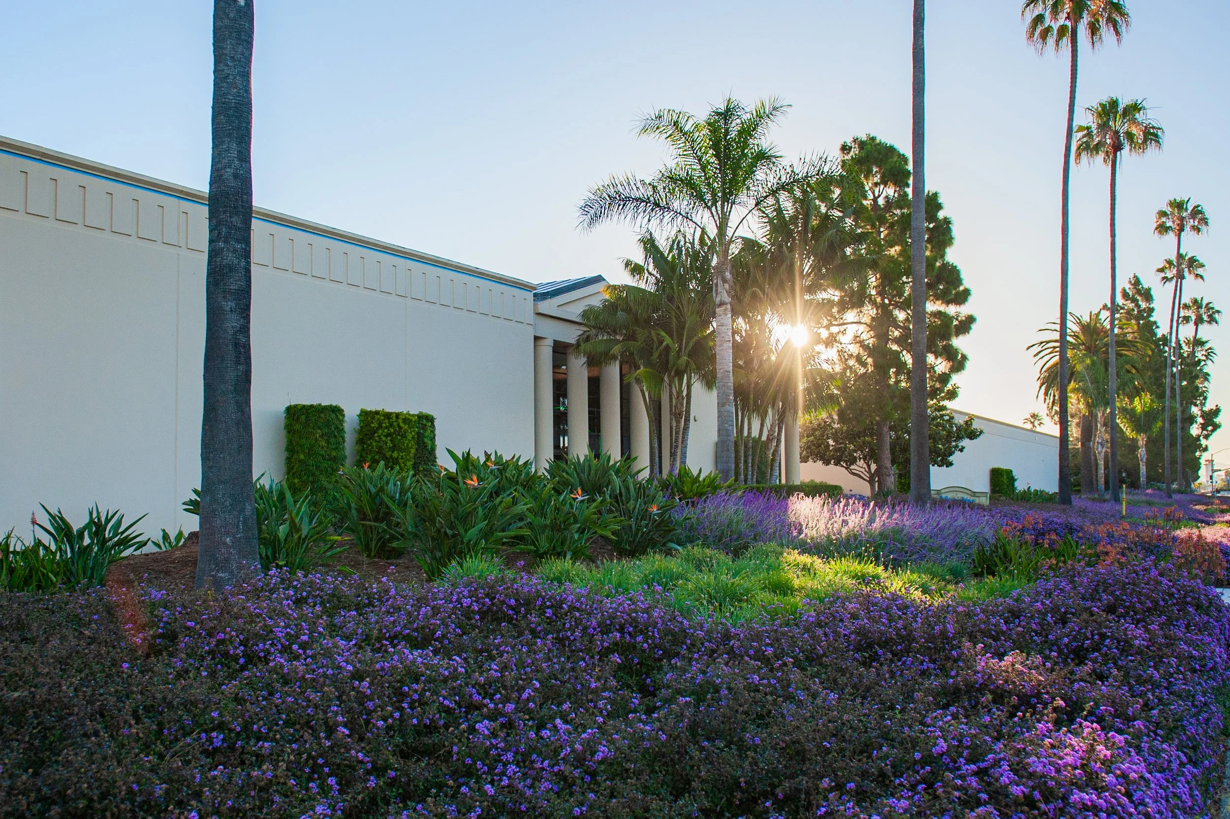 Sunset illuminating a landscaped area with palm trees, flowering bushes, and a white building with columns.