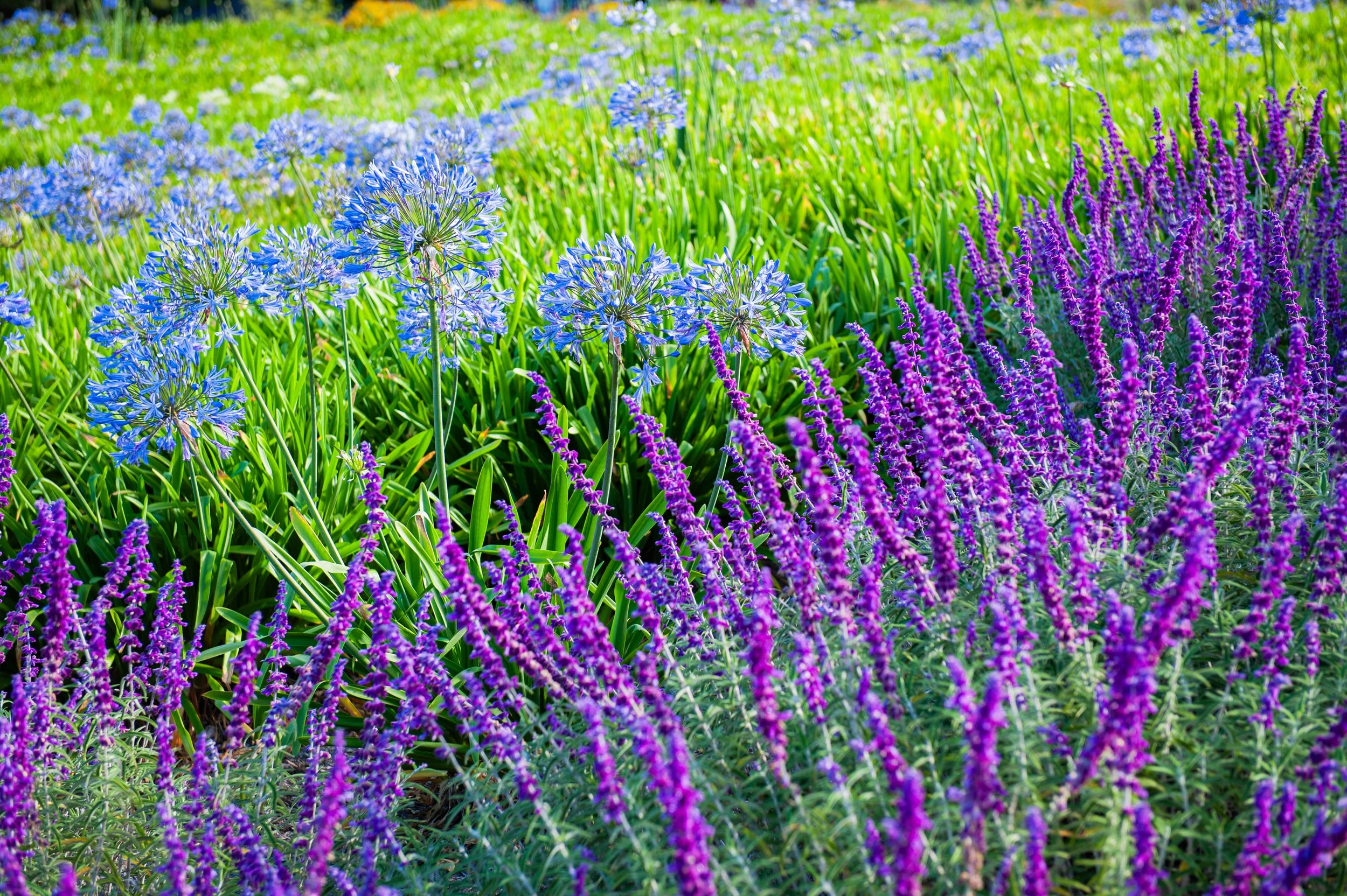 Colorful flower bed with purple and blue flowers, lush green grass.