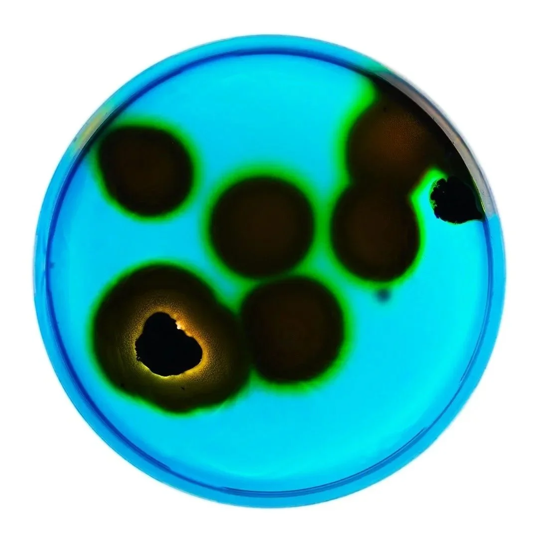 PETRI