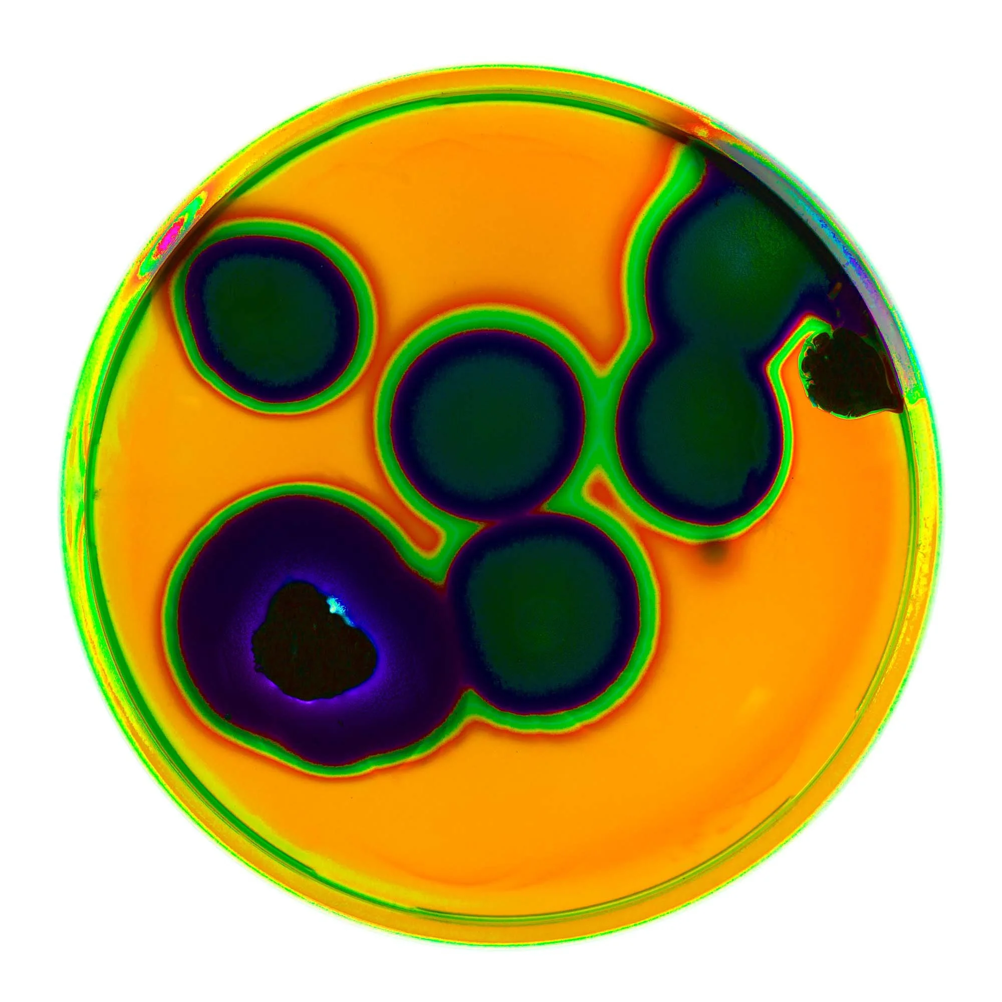Pigments petri dish microscope