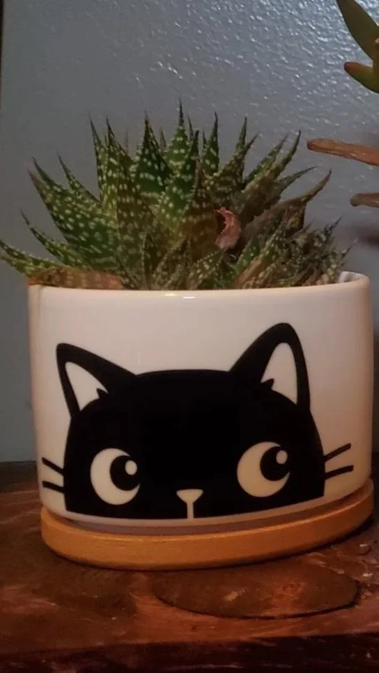 😻   Black Cat Succulent Planter