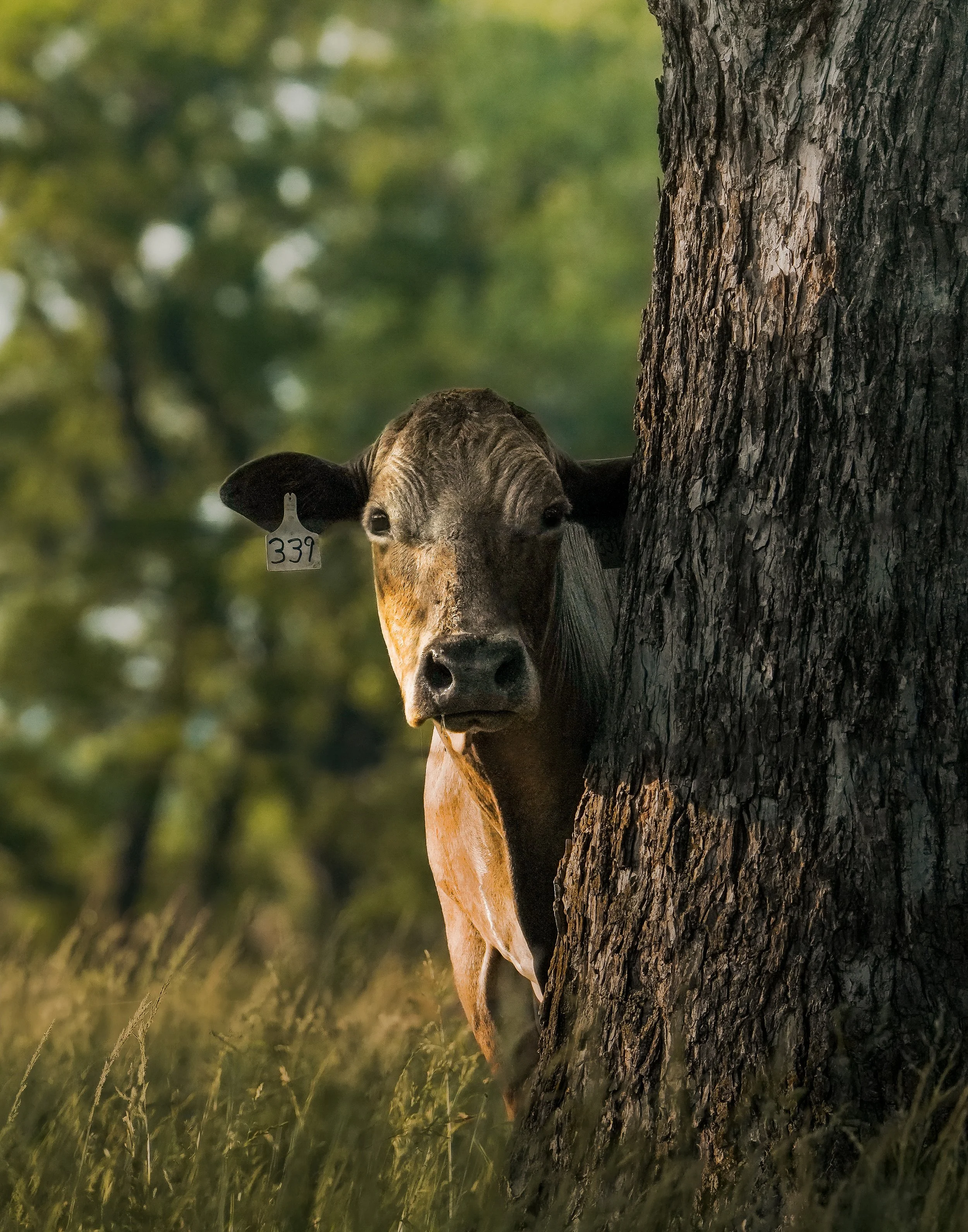 Cow3-2.jpg