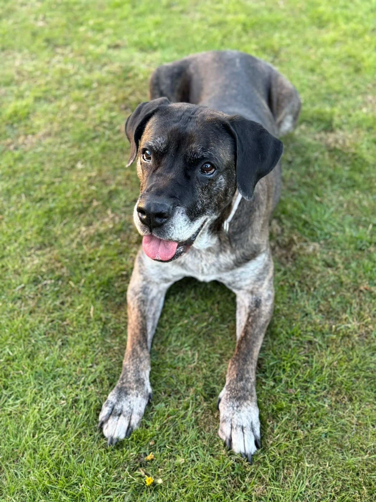 Luna the Presa Canario available for rehoming through Deerness Kennels