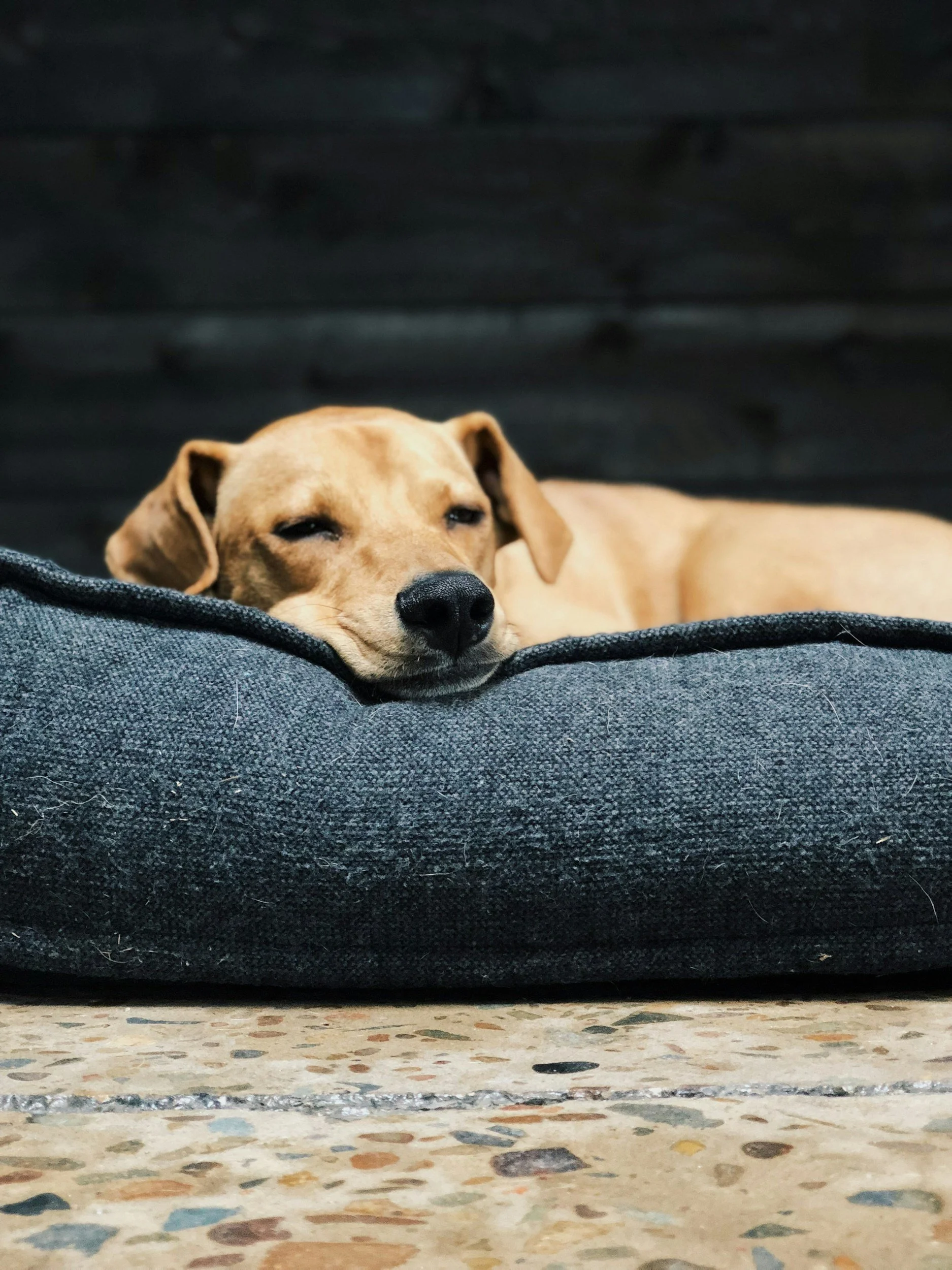 Comfortable dog boarding facilities at Deerness Kennels in Durham