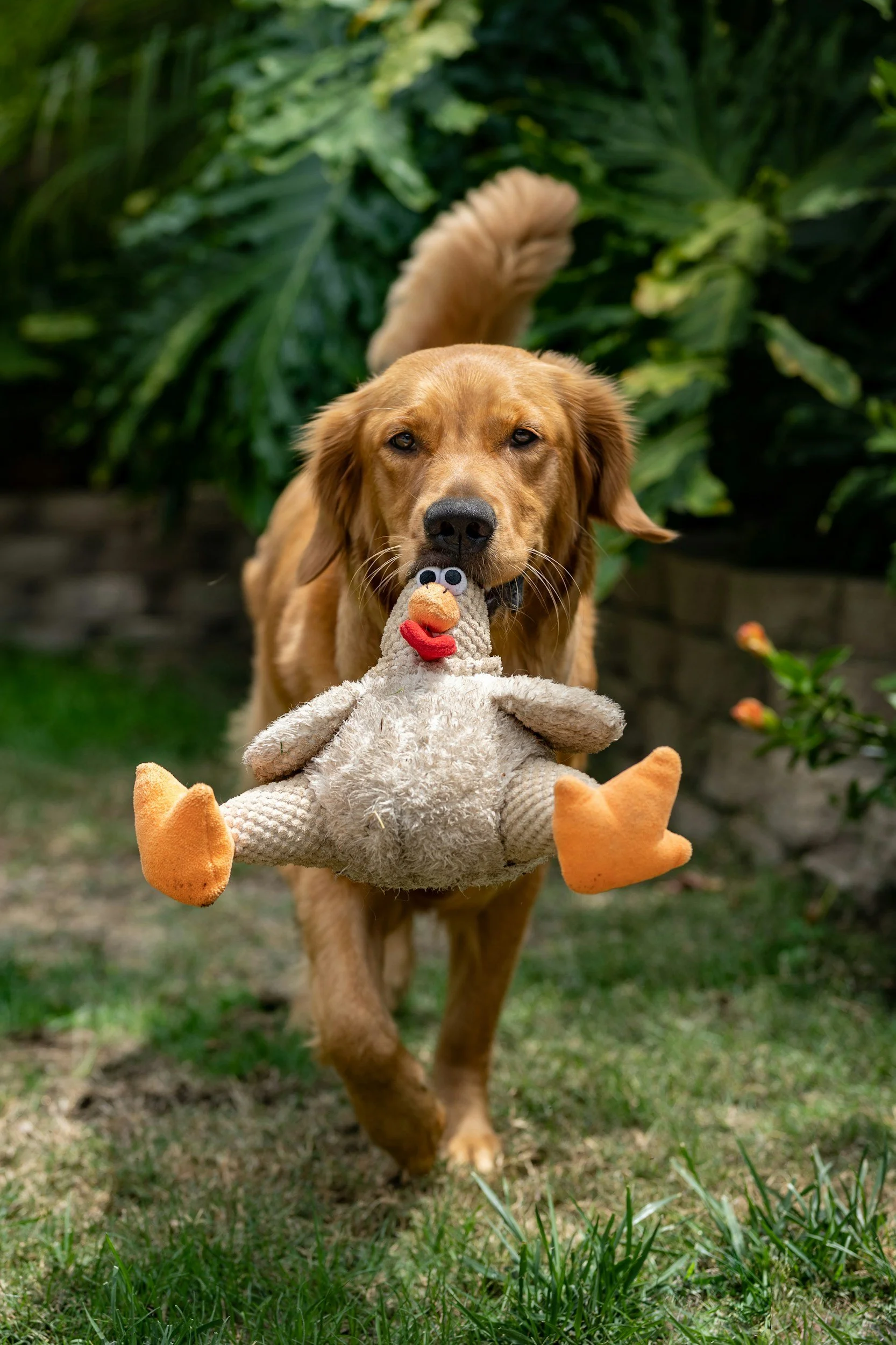Safe and caring dog kennels in County Durham