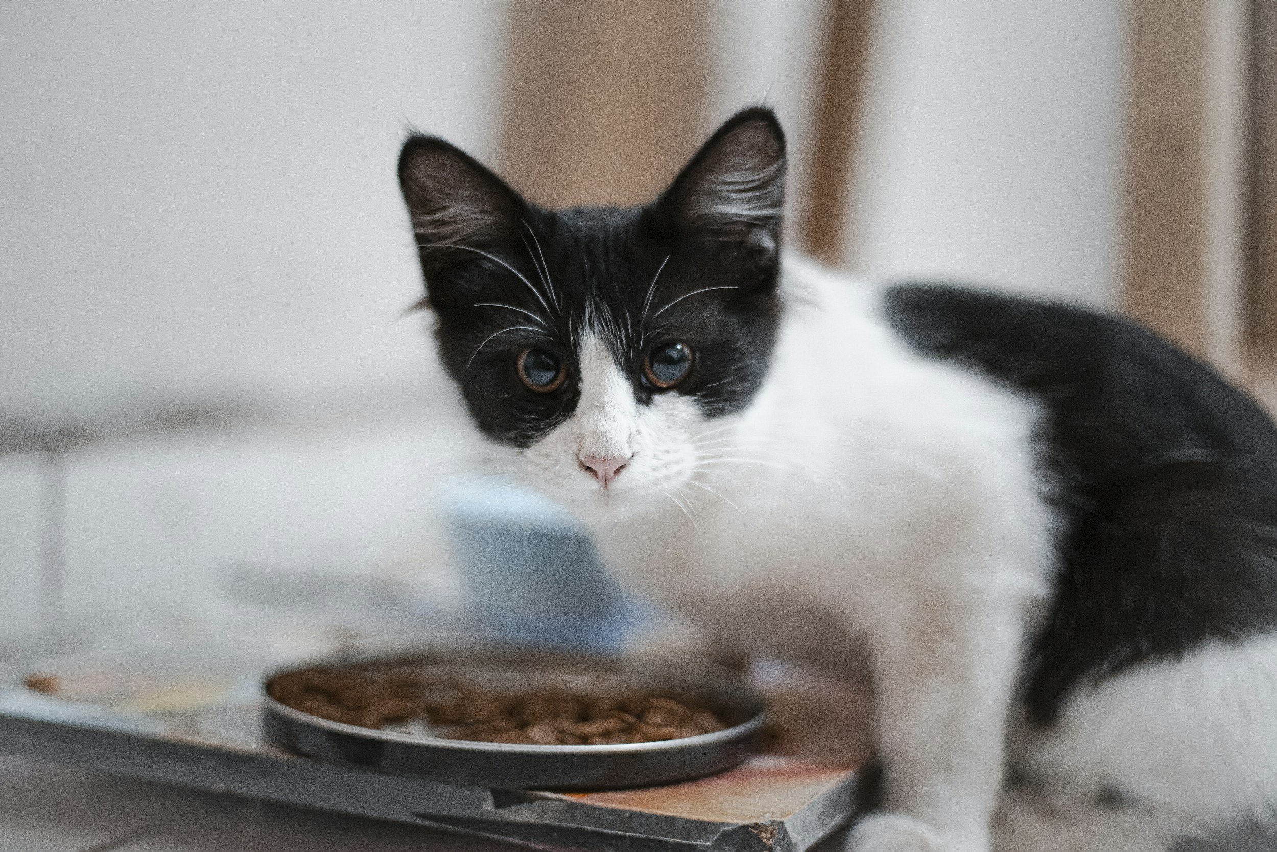 Calm and comfortable cat boarding facilities in County Durham