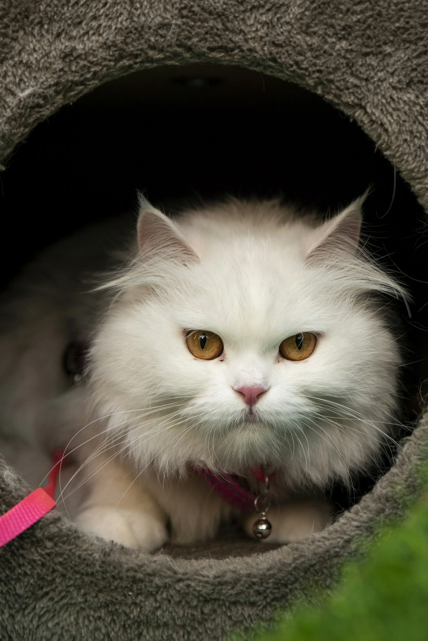 Comfortable cattery care for cats staying in Durham