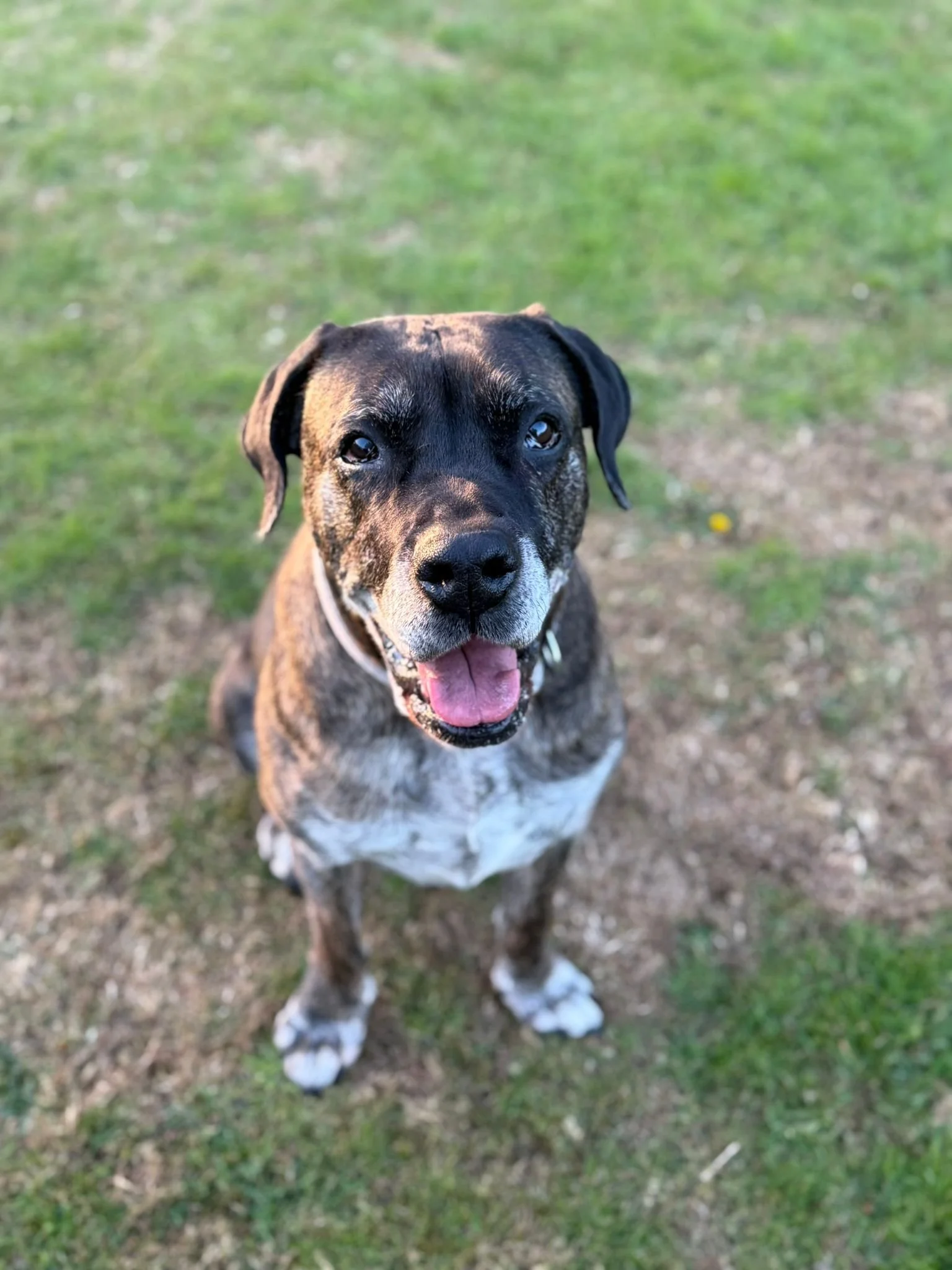 Large breed rescue dog available for adoption at Deerness Kennels