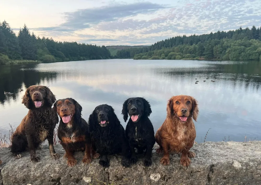 Deerness Kennels Langley Moor Durham
