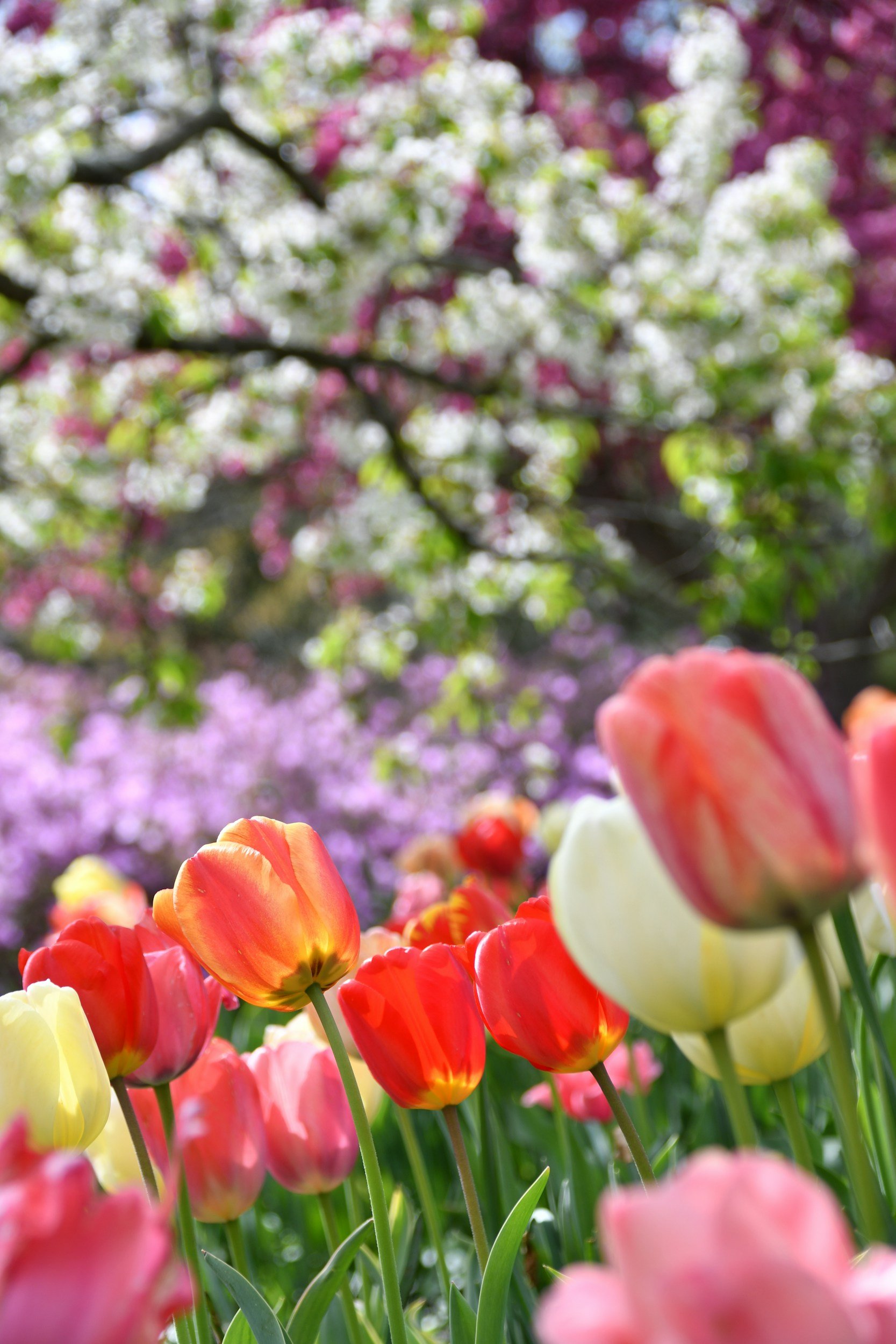 Close-up of colorful tulips in various shades of red, pink, yellow, and white in a garden, with a blurry background of flowering trees with pink and white blossoms.